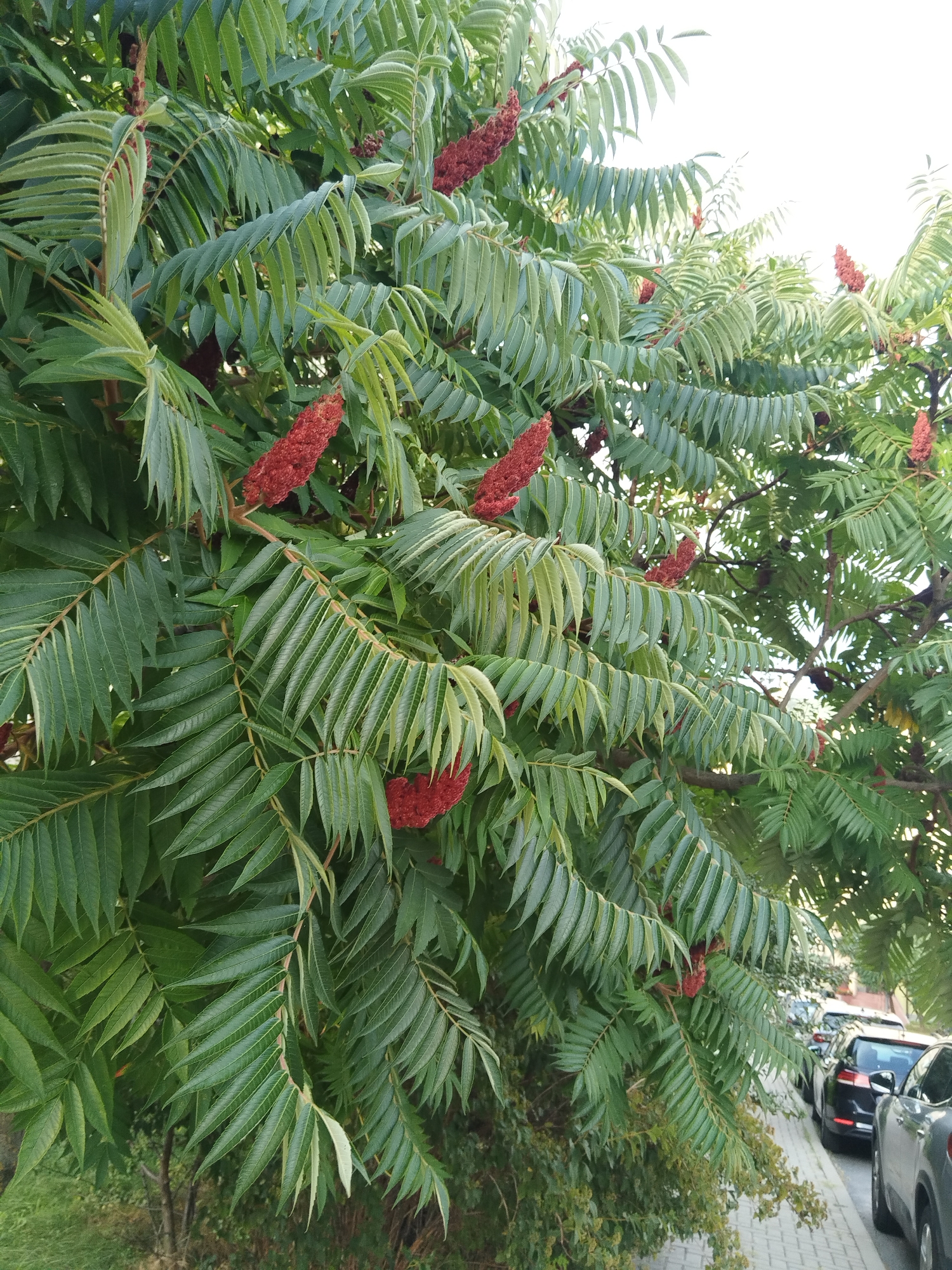 The image captures a close-up view of a tree with vibrant green, serrated leaves and clusters of fuzzy, deep red seed heads. The foliage is dense, with branches visible against a bright, washed-out sky. In the lower right portion of the image, a paved sidewalk is visible, with several parked cars lined up along it. These cars appear to be modern sedans and SUVs, with various colors including black, silver, and dark grey. The overall impression is an urban or suburban setting, likely during daytime with overcast or bright conditions contributing to the sky's appearance. There are no people visible in the frame. The provided information that this image is located in the city of Brest, Belarus, would indicate a geographical context, placing the scene within a specific Eastern European city.