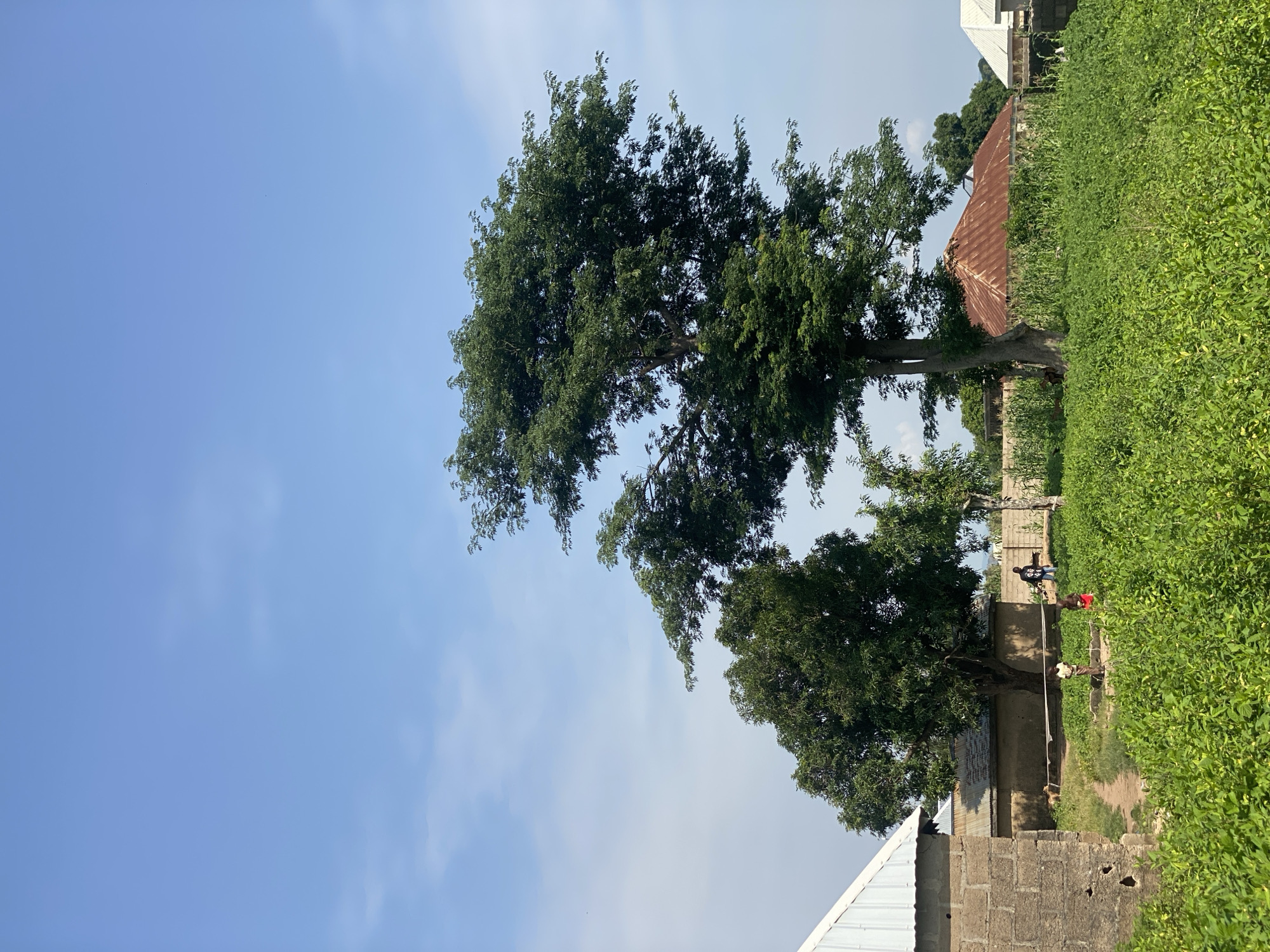In the city of Daniel, Nigeria, this image captures a vibrant rural scene under a clear blue sky with scattered white clouds. The foreground is dominated by lush, green vegetation, suggesting a fertile agricultural area. To the left, a portion of a building with a corrugated metal roof and rough-hewn stone walls is visible. In the mid-ground, two children stand amidst the greenery, one appearing to be interacting with something in the ground, while the other, wearing red shorts, is looking towards the left. Behind them, a larger tree with dense foliage stands prominently. Further back, several dwellings are scattered throughout the landscape, characterized by mud walls and rusted corrugated metal roofs, typical of local architecture. A person in dark clothing is standing near one of the houses. The presence of the children, houses, and abundant vegetation points to a domestic and agricultural setting within a Nigerian village.