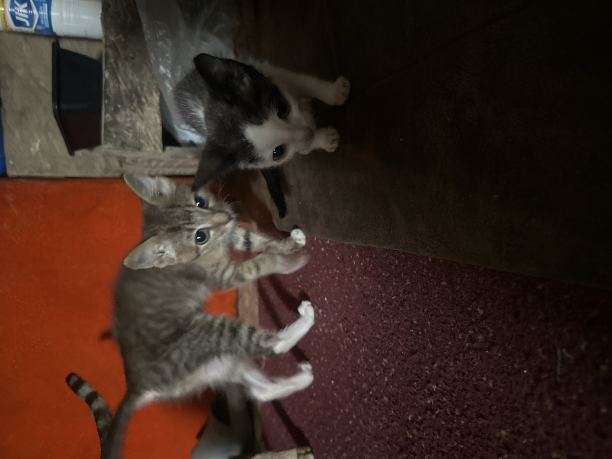 Two kittens are in the foreground of the image. On the left is a tabby kitten, and on the right is a black and white kitten. The tabby kitten is facing left and looking towards the camera. The black and white kitten is facing forward and looking down. The kittens are on a dark red carpet. In the background, there is an orange wall and some wooden shelves. A bottle of Jik bleach is on the top shelf. The scene appears to be indoors, possibly in a domestic setting, and the environment is dimly lit. The image does not provide specific details to ascertain a location in Jos, Nigeria.