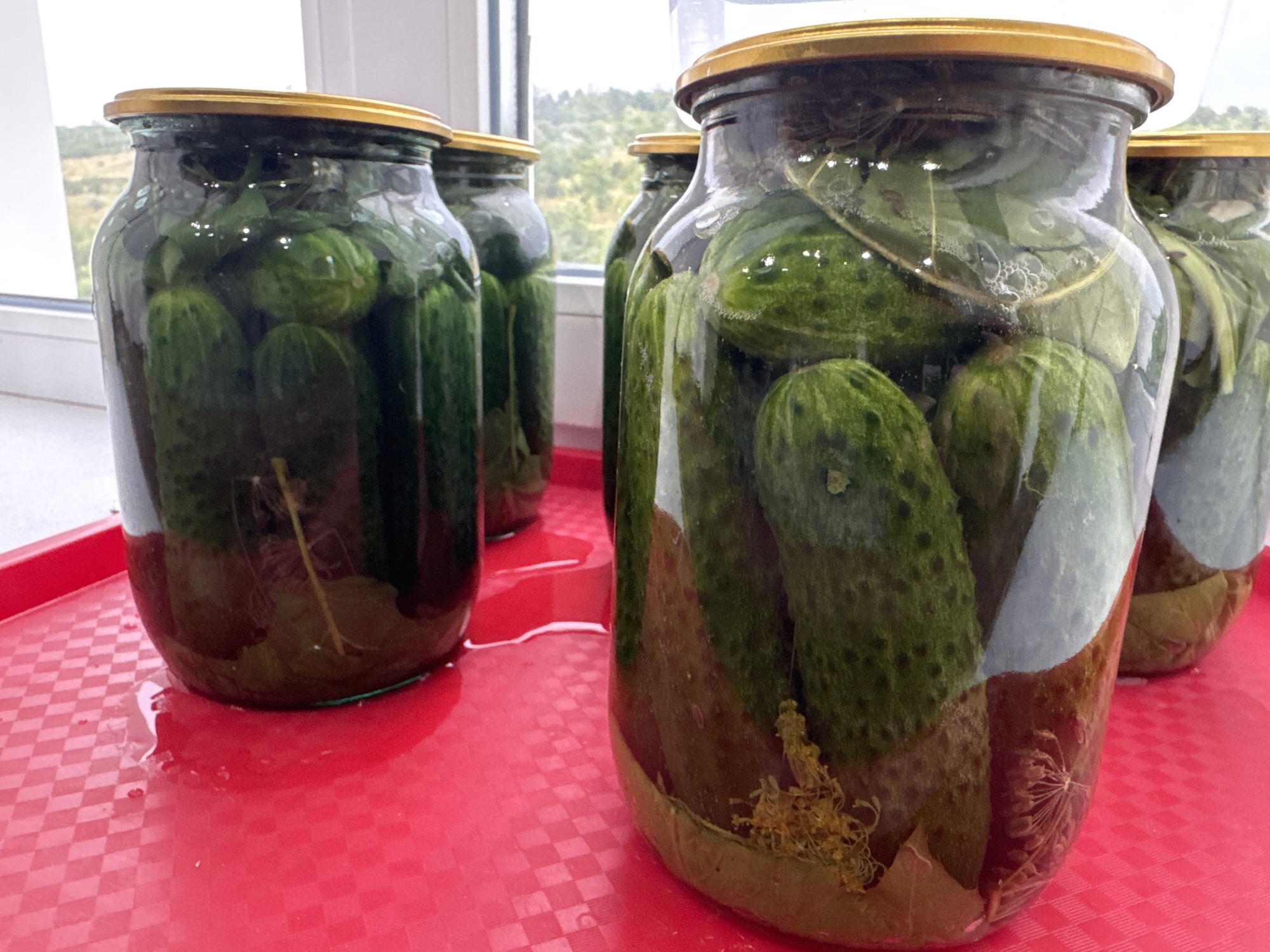 A close-up, eye-level shot shows several glass jars filled with pickled cucumbers. The jars are arranged on a bright red plastic tray with a checkered pattern. Some liquid has spilled from the jars onto the tray. In the background, through a window, a blurry green landscape is visible. The scene appears to be indoors, near a window. The lighting is bright, suggesting it is daytime. The focus is on the jars of pickles, with the foreground jar being the sharpest. The overall impression is of homemade preserved food, likely in a kitchen or pantry setting. The provided context does not allow for the determination of a specific location in Bălți, Moldova.