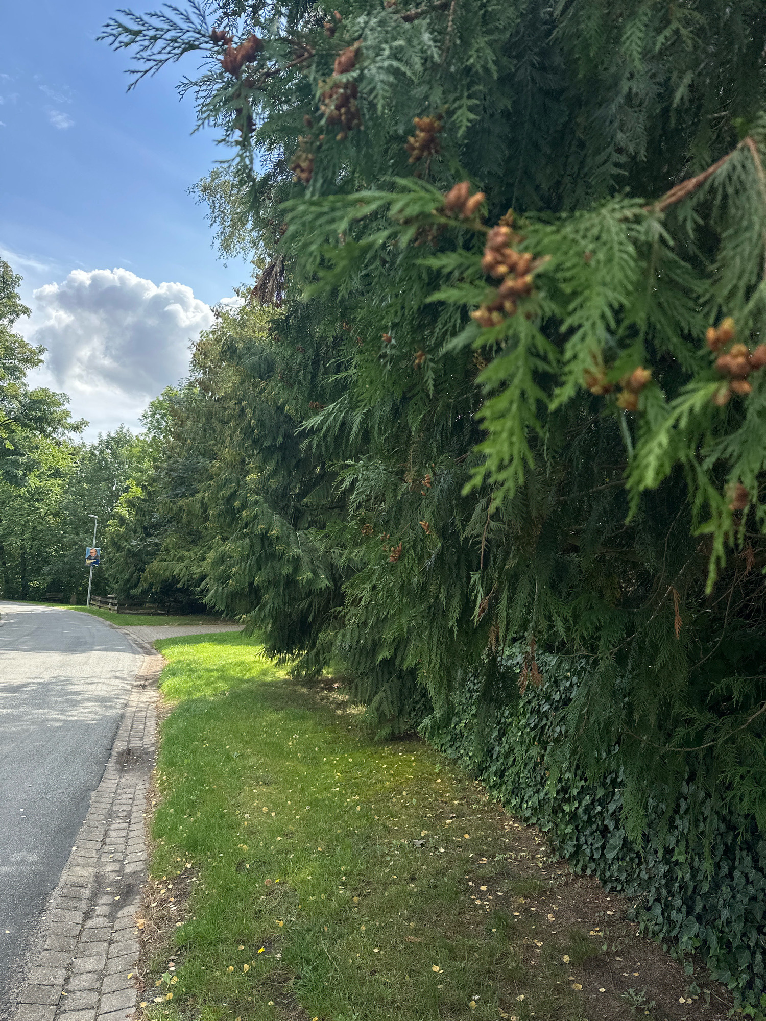 The image captures a roadside scene in Samtgemeinde Thedinghausen, Germany, on a partly cloudy day. In the foreground, a paved road with a brick-lined edge is visible on the left, leading away from the viewer. To the right of the road is a strip of green grass, dotted with fallen leaves and a few yellow wildflowers. A dense evergreen hedge lines the edge of the grass. In the middle ground, a row of mature trees forms a natural barrier, with a lamppost featuring a poster of a man visible on the left side of the road. The background is dominated by a lush green canopy of trees under a blue sky with scattered white clouds. Close-up details of the evergreen foliage in the foreground reveal small, brown, cone-like structures.