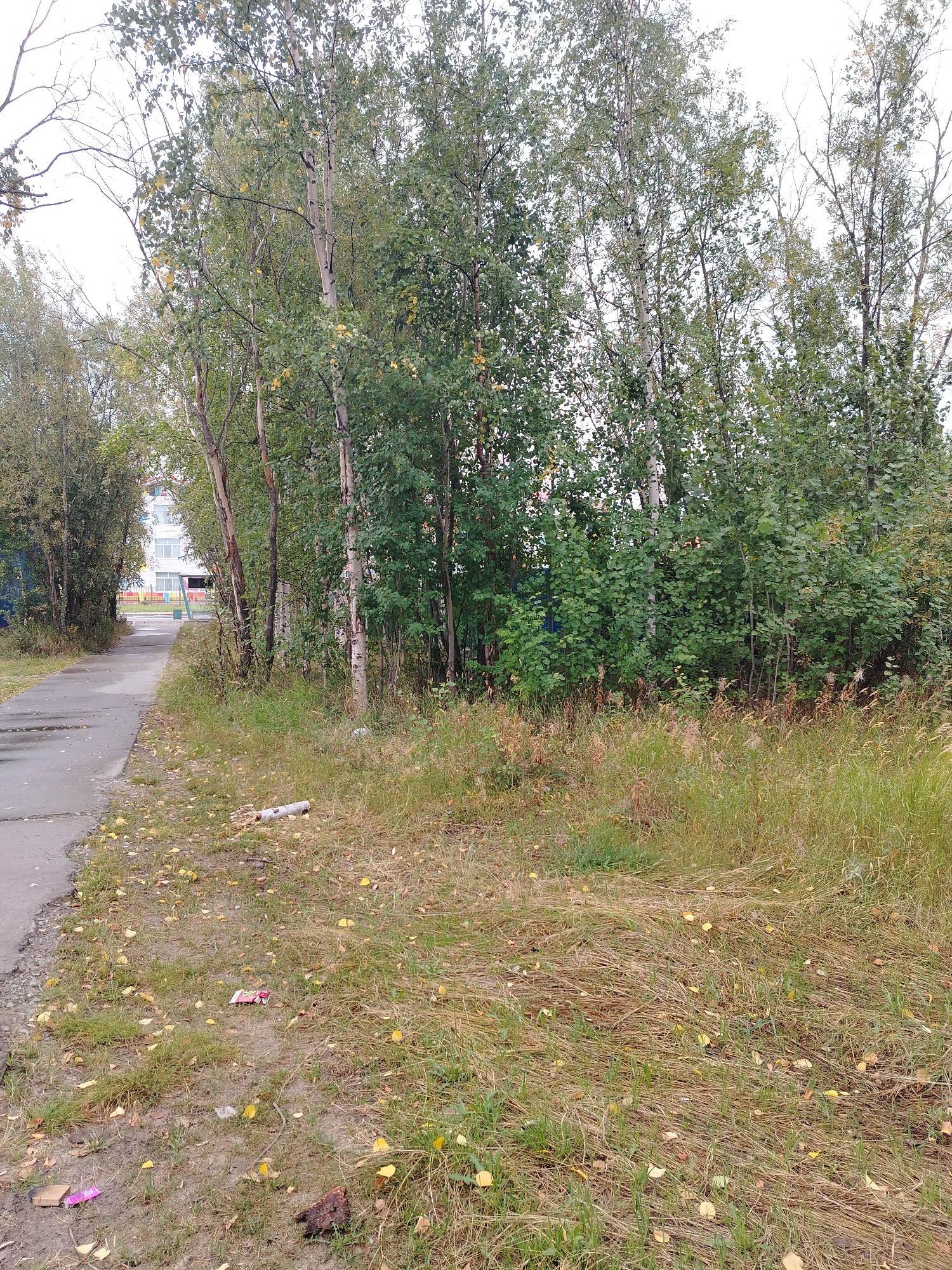 The image shows an outdoor scene in Muravlenko, Russia, featuring a paved walkway on the left bordered by trees and grassy areas. In the background, a multi-story building with windows is visible, partially obscured by the trees. The walkway appears to be wet, suggesting recent rain. Scattered on the ground are fallen yellow leaves, some small pieces of trash including a red and white packaged item, a pink wrapper, and a piece of wood. A cylindrical piece of wood lies on the grass near the walkway. The trees are a mix of deciduous species with green and yellowing leaves, indicating an autumn season. The overall environment appears to be a residential area or park. There are no people or animals visible in the image.