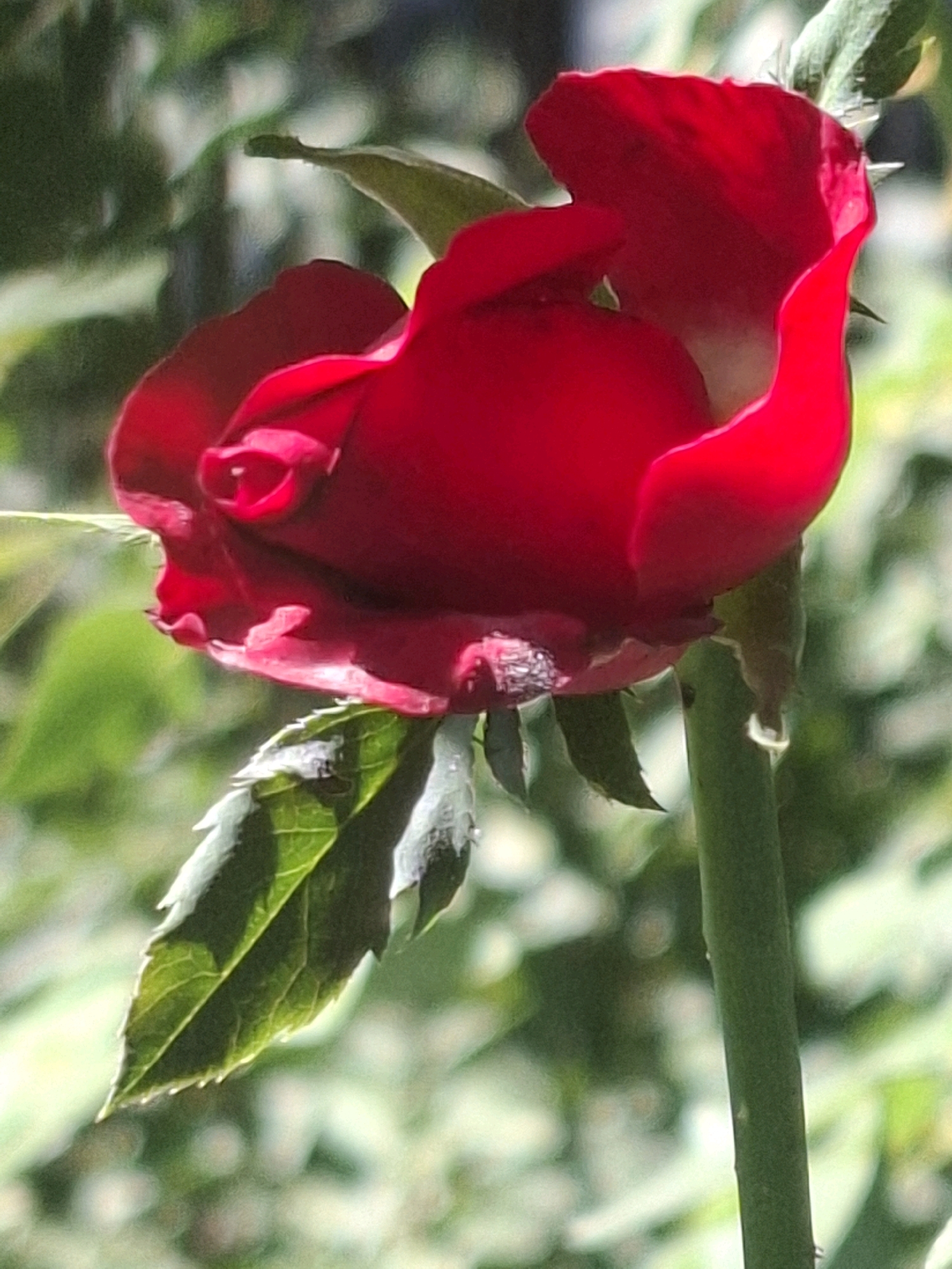 This is a close-up, vertical, shallow depth of field photograph of a single, partially opened red rose. The rose is predominantly red with hints of lighter pink and white on its inner petals. It is captured in a garden setting with blurred green foliage and hints of sunlight in the background. There is a single green stem visible supporting the rose. The image is an outdoor shot, likely taken during the daytime. There are no people or animals present. The specific location in Almaty, Kazakhstan cannot be determined from the image alone.