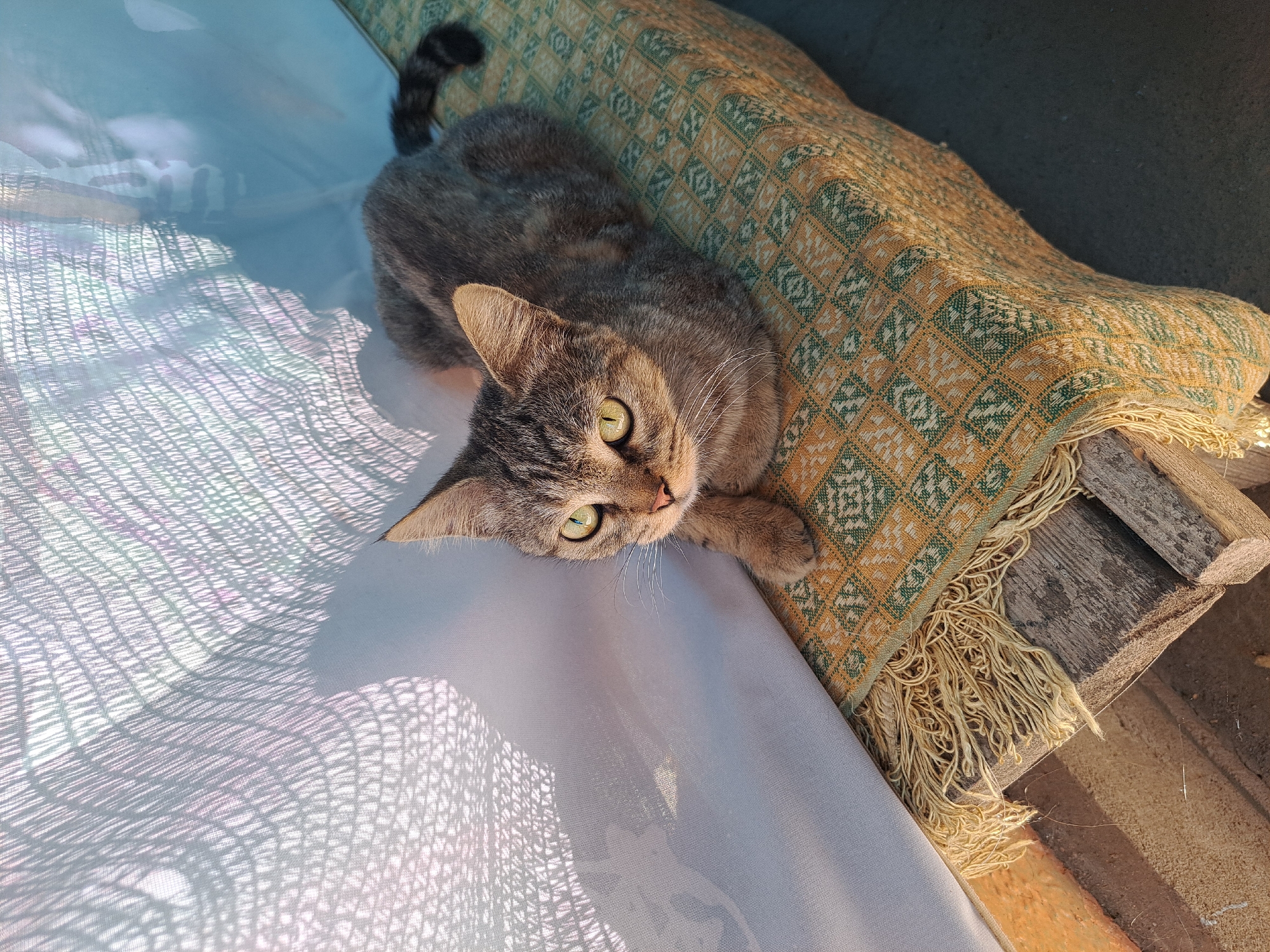 A tabby cat with green eyes is lying on a bench covered with a woven blanket. The blanket has a pattern of yellow and green geometric shapes and a fringe. The cat is resting its front paws on the blanket, and its tail is curled behind it. The background shows a white curtain with shadows cast on it, and a blue wall. The scene appears to be outdoors, possibly on a porch or balcony. The image quality is high and the lighting suggests it was taken during the day.
