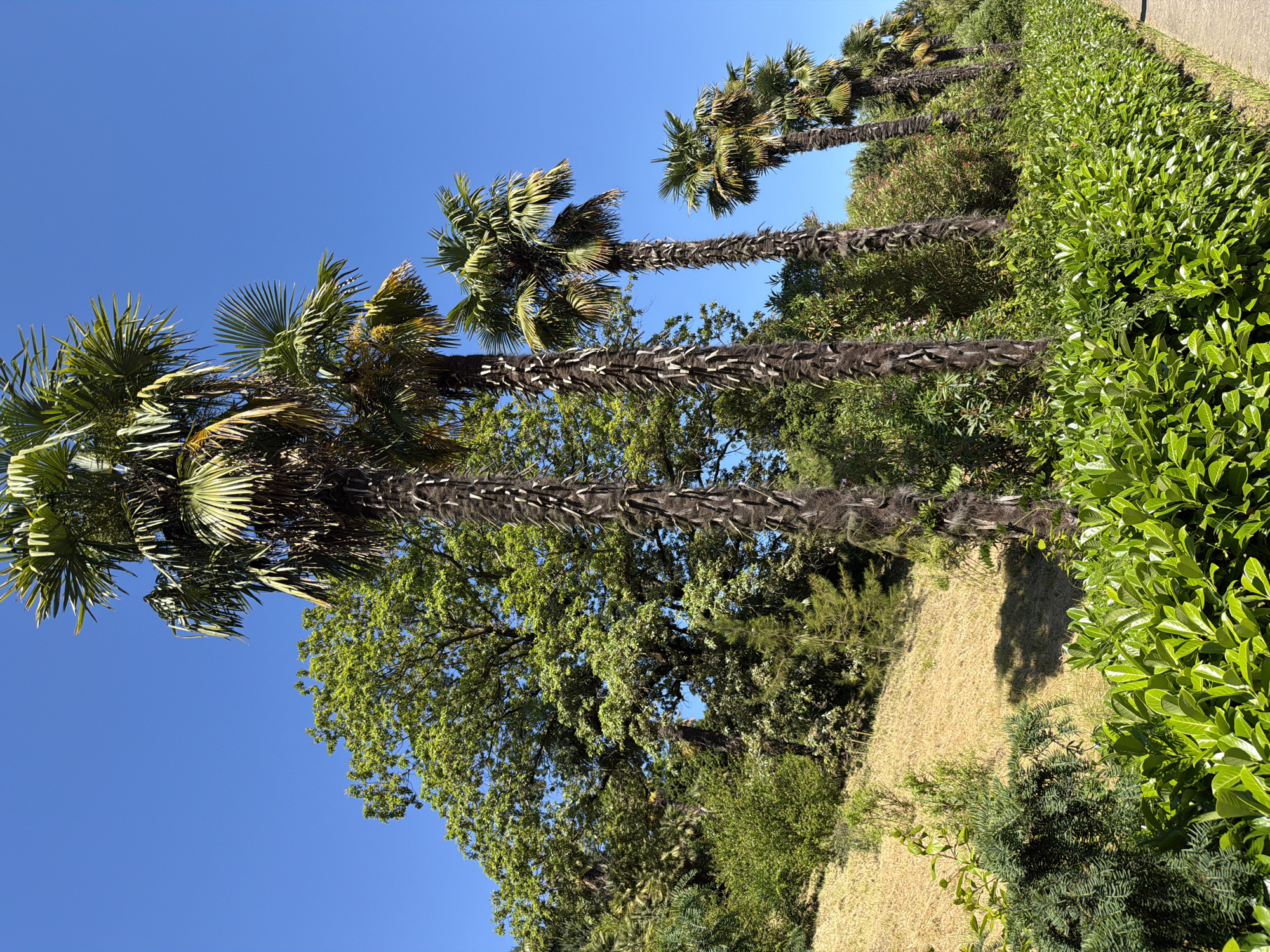 This is a vertical, eye-level, outdoor photograph taken on a clear, sunny day. The scene depicts a pathway lined with lush green bushes in the foreground. Beyond the bushes, a row of palm trees of varying heights stretches from left to right across the midground, with their rough, dark trunks and feathery fronds reaching towards the bright blue sky. Behind the palm trees, a grassy, yellow-brown hillside rises on the left, dotted with various green trees and shrubs. The location is identified as the city of Sirius, Russia. There are no people visible in the image.