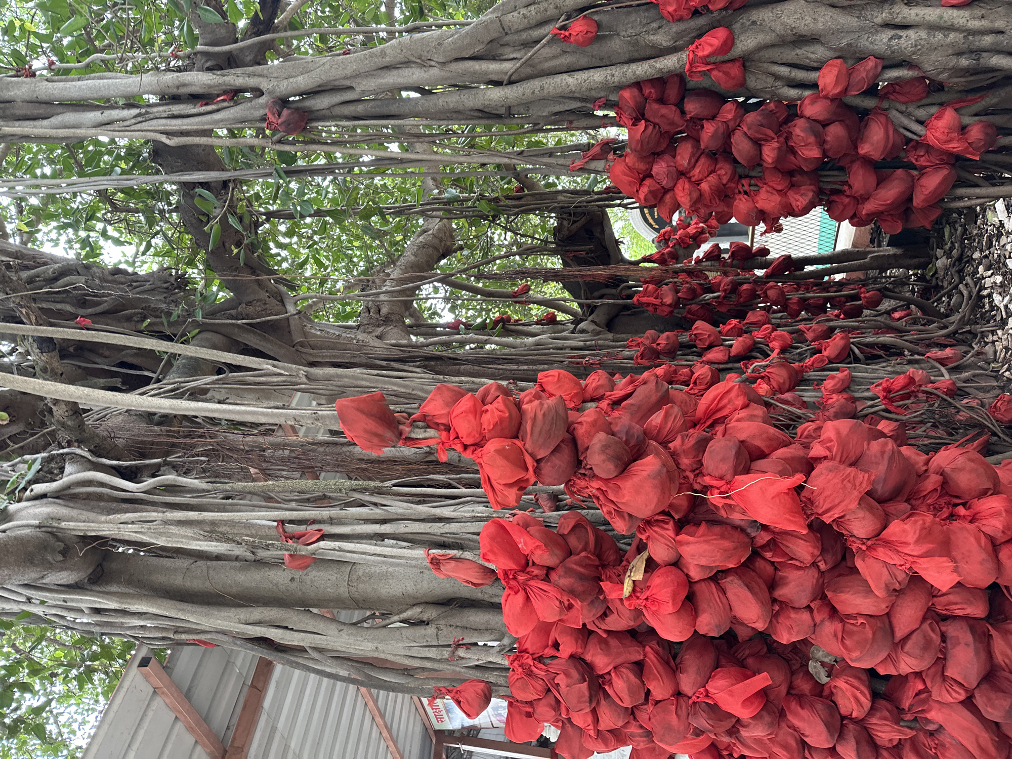 The image shows a large banyan tree in Shahapur, India, adorned with numerous small red cloth bundles tied to its aerial roots and branches. The tree has a thick, grey trunk and numerous hanging aerial roots, characteristic of banyan trees. The red bundles, varying in size and fullness, are clustered together, creating a striking visual contrast against the tree's natural colors. Some bundles are tied with red strings or fabric, while others are more loosely gathered. In the background, hints of a structure with a metal roof and some greenery are visible, suggesting an outdoor setting likely near a temple or shrine, which is common for such trees in India. The ground appears to be covered in debris, possibly leaves and small stones. There are no people visible in the image. The scene depicts a traditional practice of tying wishes or prayers in bundles, often done at sacred trees.