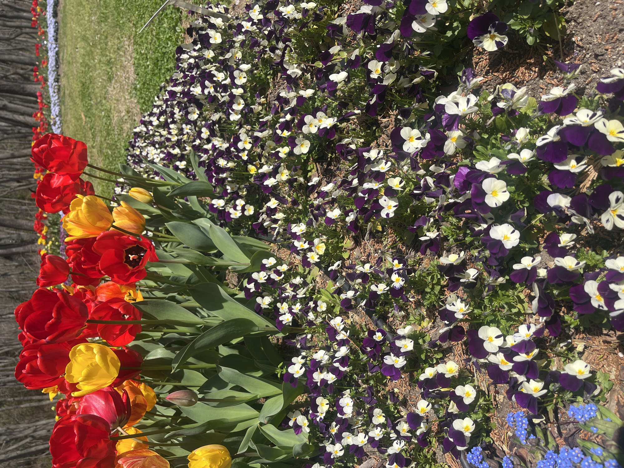 The image shows a flower bed with tulips and pansies. The tulips are red and yellow and arranged in a row. The pansies are white and purple and cover the ground behind the tulips. In the background is a patch of grass and some trees. The photo appears to have been taken in a park or garden. There is no visible information in the image to suggest that this image was taken in Varna, Bulgaria. There are no people visible in the image.