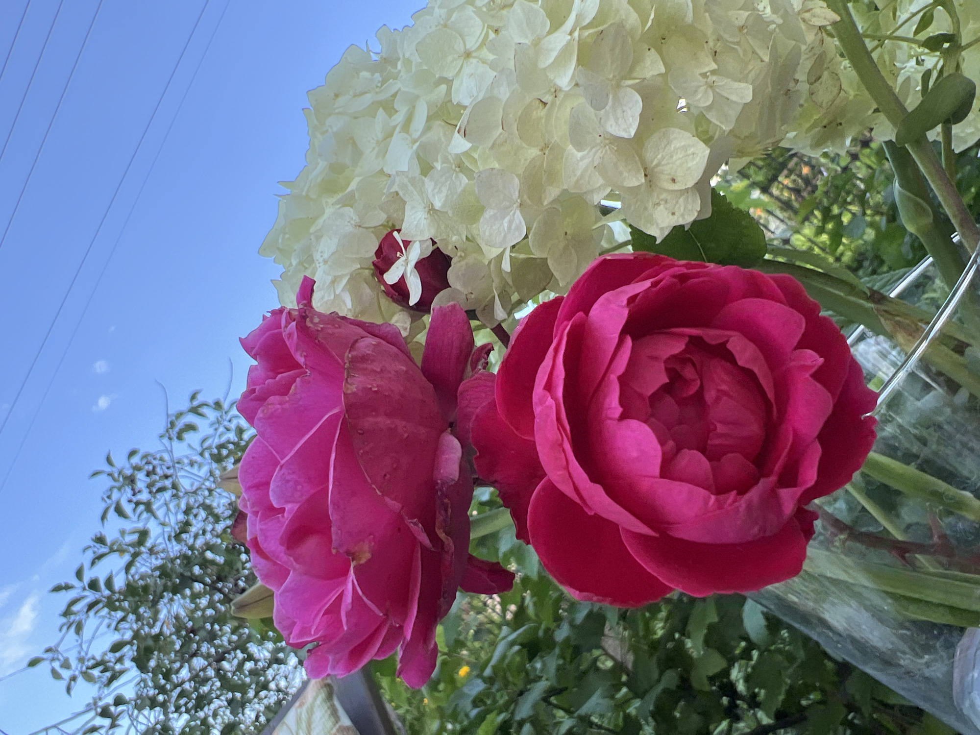 This is a close-up, outdoor, eye-level shot of a bouquet of flowers against a bright blue sky. Two vibrant pink roses are the central focus, with one positioned slightly above and to the left of the other. To the right of the roses is a large cluster of white hydrangea blooms. A small, dark red rosebud with a white accent is partially visible amidst the hydrangeas. The background is a blur of green foliage, suggesting a garden setting. The overall lighting is bright, indicating daytime. There are no people or animals visible in the image. The image appears to have been taken in Lopatino, Russia, given the context provided.