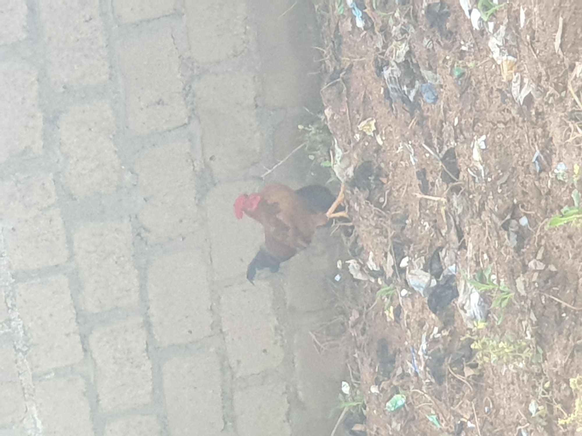 In an outdoor, unclear environment, a rooster stands in the foreground. The rooster is predominantly brown with a red comb on its head. It is facing to the left of the frame. In the background, a rough, light-colored brick wall is visible. The ground in front of the wall is uneven and covered with dirt, dry grass, and scattered pieces of white and colored plastic litter. A few small green shoots are growing from the ground. The lighting is diffused, suggesting an overcast day.