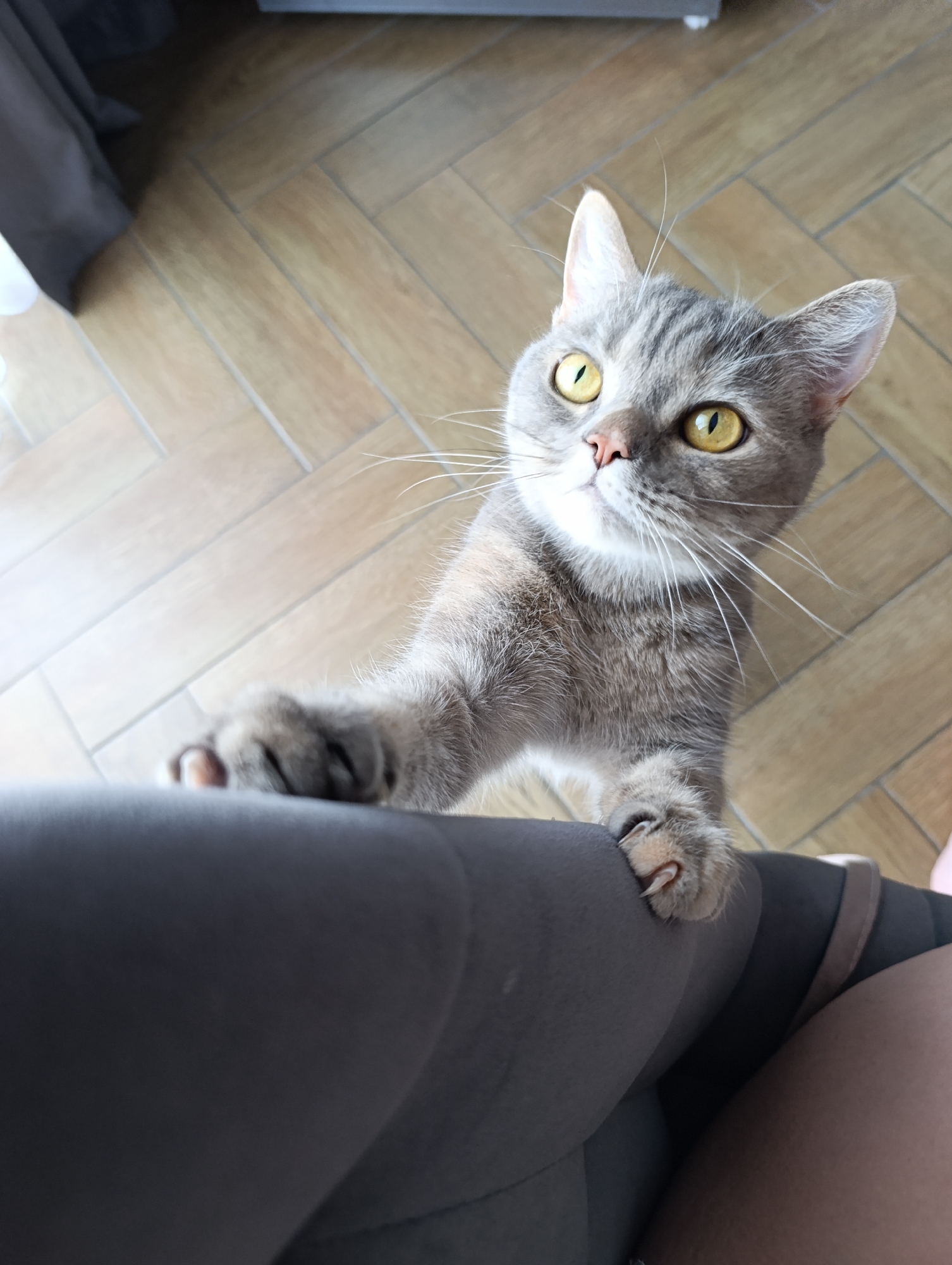 A gray tabby cat with yellow eyes stands on its hind legs, paws resting on a gray fabric surface. The cat is looking up at the camera. The background includes a light brown, herringbone-patterned floor and a gray curtain. The city is not discernible from the provided visual context.