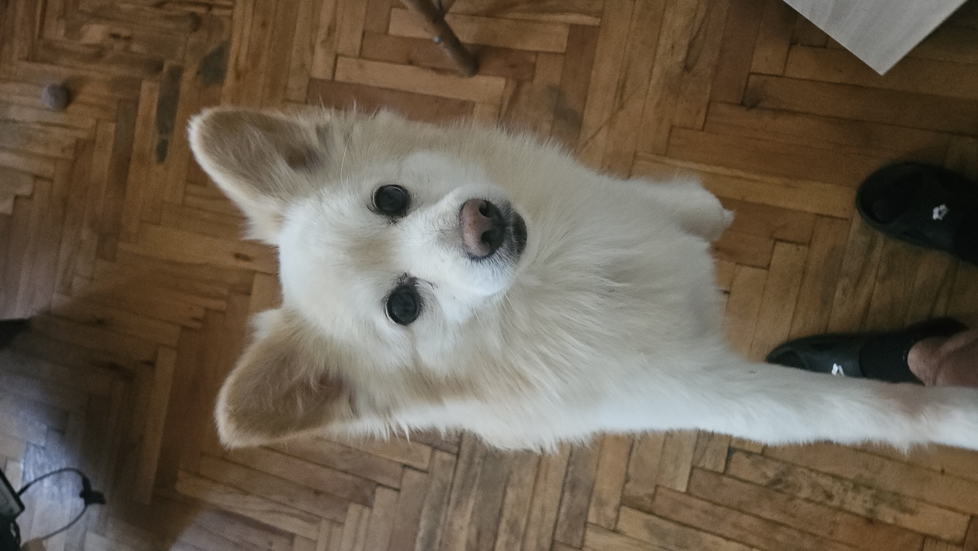 A small, white, fluffy dog with tan ears and a pink nose is looking up at the camera. The dog is positioned in the center of the frame, on a wooden parquet floor. To the right of the dog are a pair of black sandals, one partially obscuring the other, near what appears to be a foot. In the background, there is a glimpse of a table leg and what looks like a power cord on the left. There is a small, round object in the upper left. The location cannot be determined from the image alone, therefore nothing can be said about the location in Plovdiv, Bulgaria.