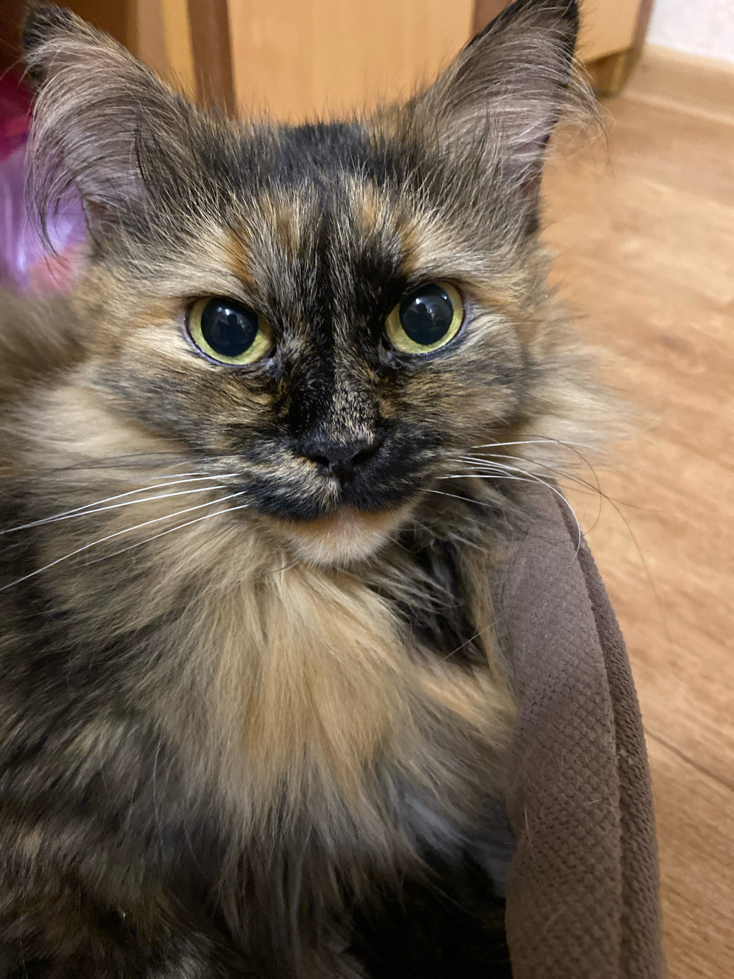 A close-up, eye-level shot features a tortoiseshell cat with long, fluffy fur, its gaze directed forward. The cat's fur is a blend of black, brown, and golden hues. Its large, expressive eyes are a striking yellow-green, and its white whiskers are prominent against its darker facial fur. The cat is partially wrapped in a brown, textured fabric, possibly a blanket or garment. The background consists of a wooden floor and a blurred wooden surface, suggesting an indoor environment. The lighting is natural, highlighting the textures and colors of the cat's fur and the surrounding environment.