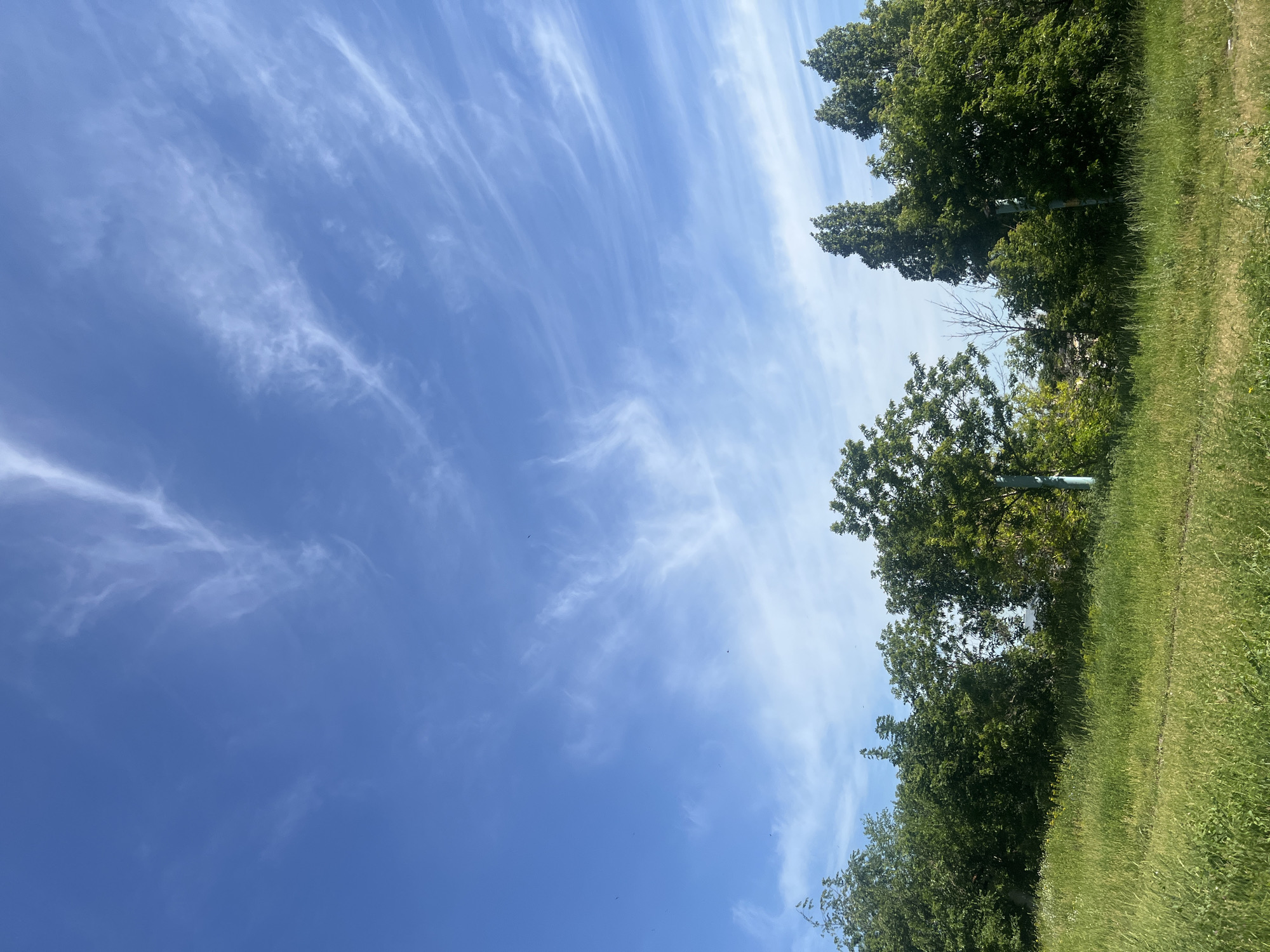 The image depicts a bright, clear day with a vibrant blue sky filled with wispy cirrus clouds streaking across it. The clouds are thin and feathery, suggesting fair weather conditions. The scene is a natural landscape with lush green grass in the foreground and several tall trees with dense foliage lining the right side of the image. The trees are in full leaf, indicating it is likely spring or summer. The perspective is low, looking upwards towards the sky and trees. The sunlight appears bright, casting a gentle illumination on the scene, suggesting it is daytime, likely late morning or early afternoon. There are no people or specific objects that would indicate a particular activity or event, giving the impression of a peaceful, natural setting. The overall mood is serene and tranquil, characteristic of a pleasant day outdoors. No text is visible in the image.