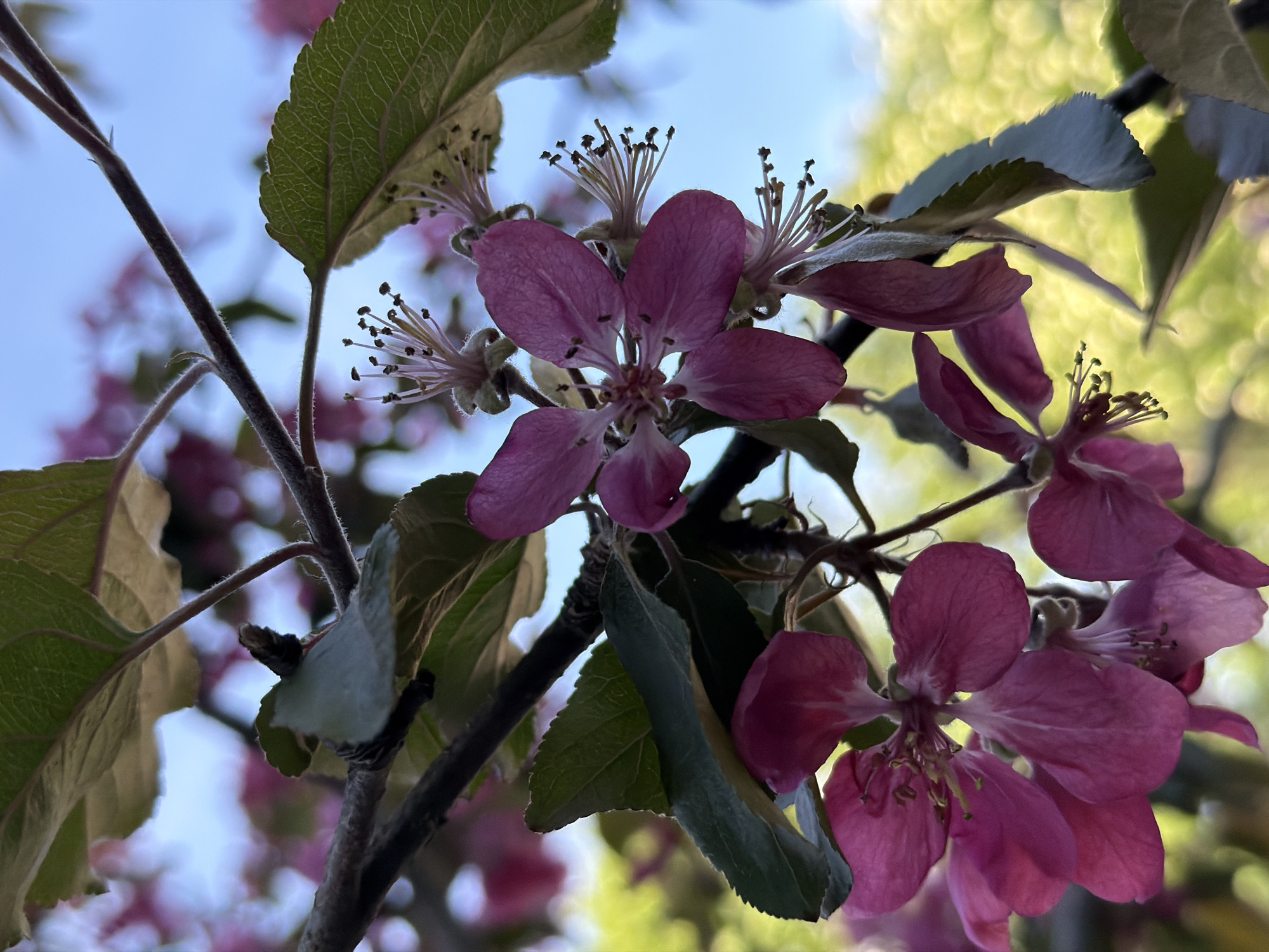 A close-up, low-angle shot captures a branch of a flowering tree against a blurred background of soft green foliage and a pale blue sky. The subjects are several delicate, magenta-pink blossoms with five petals each. These flowers have prominent centers with numerous thin stamens tipped with dark anthers. Dark green, veined leaves with serrated edges are interspersed among the flowers and branches, some of which are thin and fuzzy. The lighting suggests it is daytime, likely with the sun diffused or partially obscured, creating a soft glow on the leaves and the bokeh effect in the background. The overall impression is one of natural beauty and the fresh bloom of spring. There is no visible text.