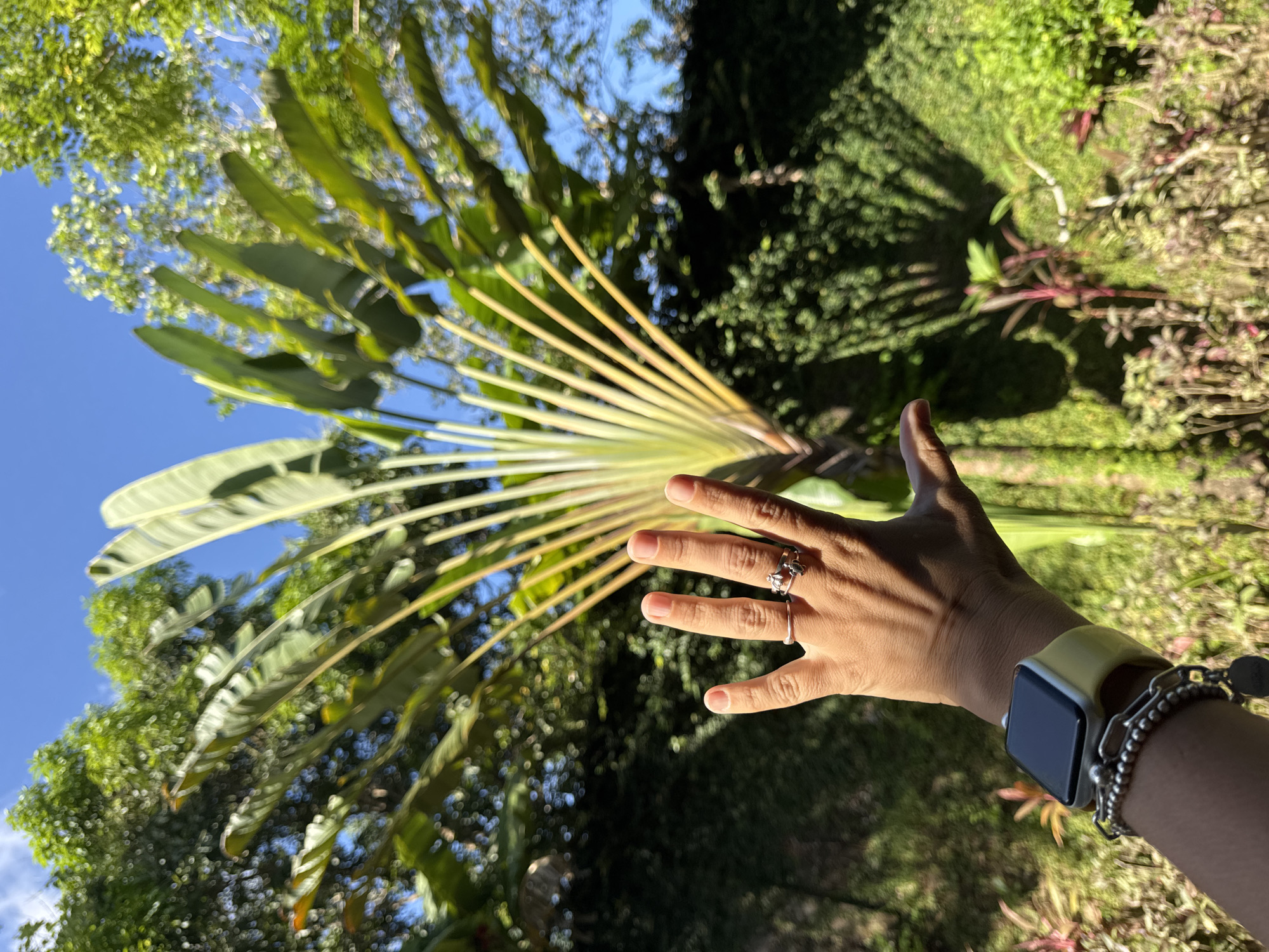 A vertically-oriented outdoor shot captures a hand wearing an Apple Watch, a ring, and multiple bracelets, against a backdrop of lush greenery and a partially obscured blue sky. The hand is fair-skinned, adorned with a modern ring, and is positioned near a tropical plant with large, fan-like leaves. The Apple Watch has a light-colored band. The scene appears to be taken in Kuta Selatan, Indonesia, evidenced by the type of vegetation, particularly the tropical plants. The lighting suggests a sunny day, casting shadows on the hand and the surrounding foliage.