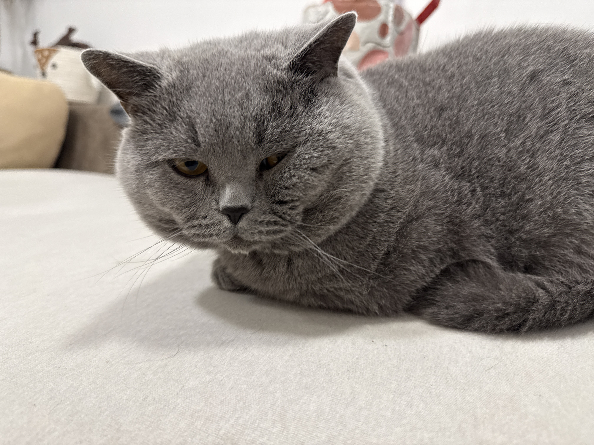 A gray cat is lying on a white surface. The cat has a dense, plush coat and round face. Its eyes are yellow. The location cannot be determined from the image.