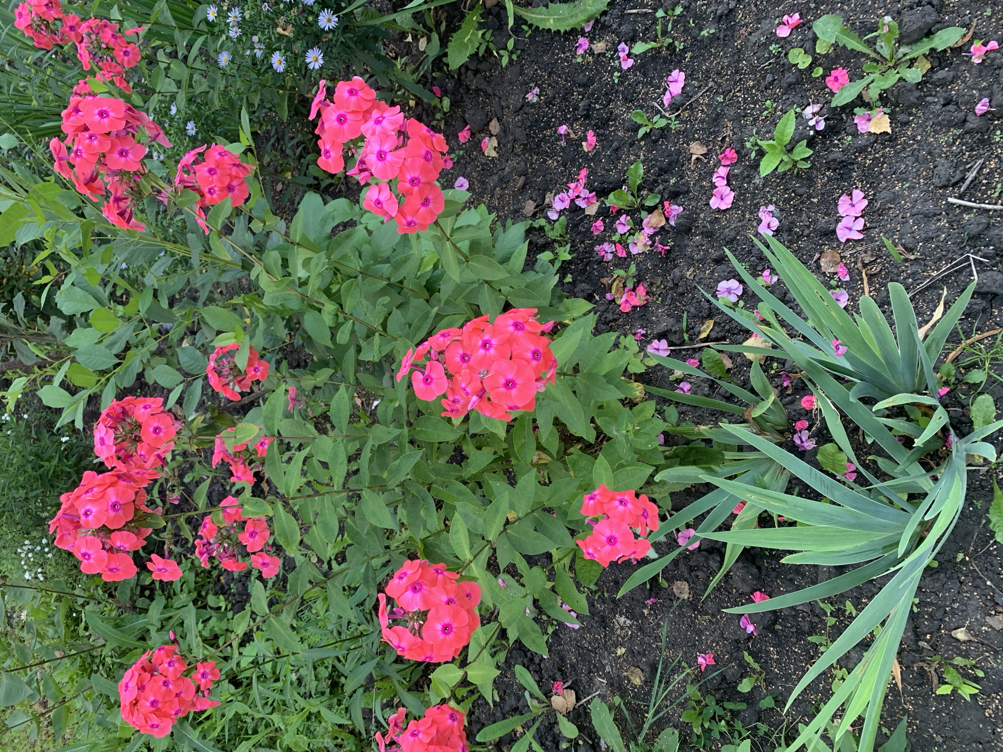 The image depicts a cluster of vibrant pink phlox flowers in full bloom, interspersed with lush green foliage. The flowers are the dominant feature, with their dense flower heads creating a striking visual. Scattered on the dark soil beneath the plants are fallen petals, adding a touch of delicate detail. In the foreground, a sword-like green plant with pointed leaves provides a contrasting texture. In the background, other greenery and small white flowers suggest a garden setting. The overall impression is one of natural beauty and abundant growth.