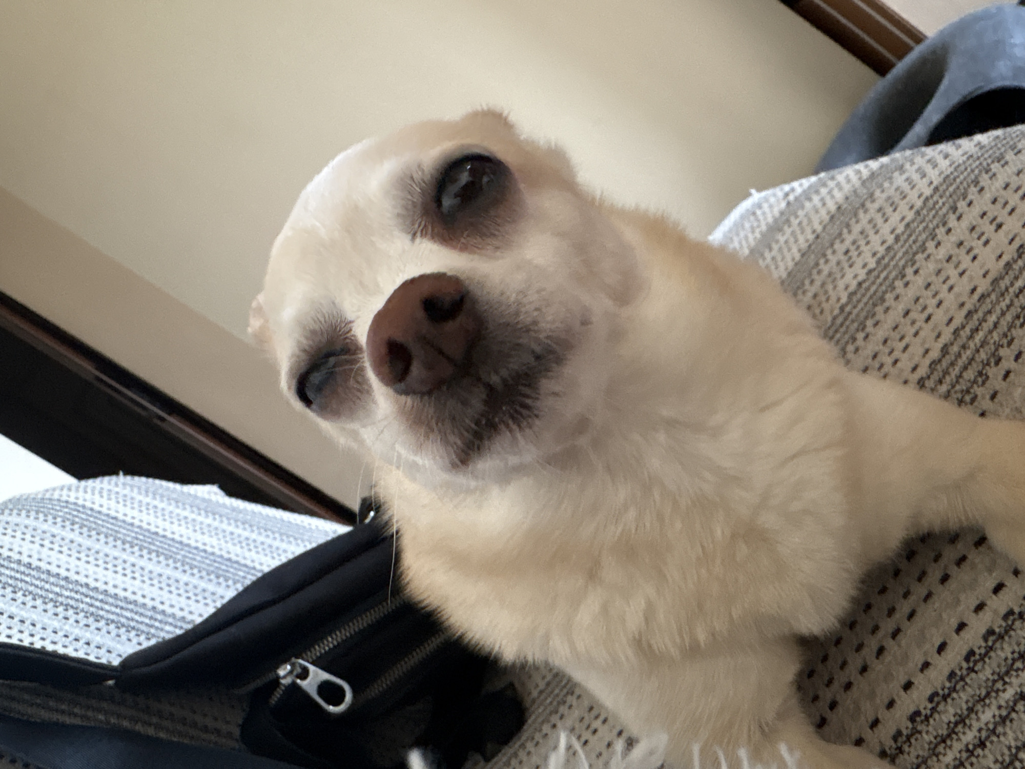 A small, light-colored dog with large eyes and a brown nose is lying down, looking up at the camera. The dog is positioned on a textured surface, possibly a blanket or couch, which has a gray and white patterned design. To the left of the dog, a black bag with a zipper is visible. The background consists of a plain, light-colored wall and a dark wooden surface. There are no specific elements in the image that can be used to determine a location in the city of Vratsa, Bulgaria.