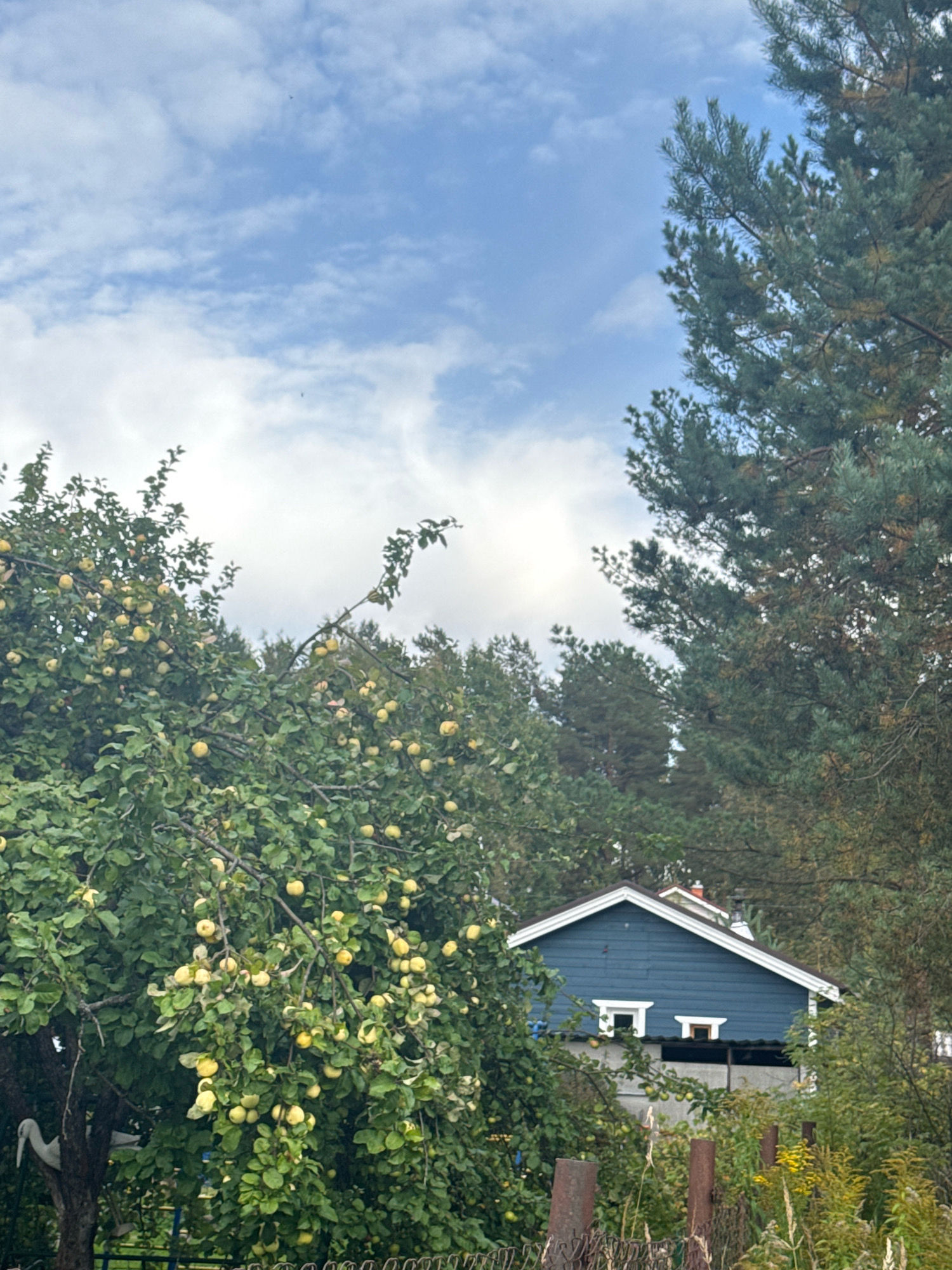 The image depicts a residential property in the city of Neva-2 SNT, Russia. The scene is dominated by a mature apple tree laden with green and yellow apples, situated in the foreground to the left. Behind the apple tree, a two-story house with blue siding and white trim is visible. The house has a prominent gabled roof and several windows. The surrounding environment is lush and green, with various trees and foliage, including pine trees, obscuring parts of the house. A rustic fence runs along the bottom of the frame. The sky is partially cloudy, with a mix of blue sky and white clouds. No people are present in the image.