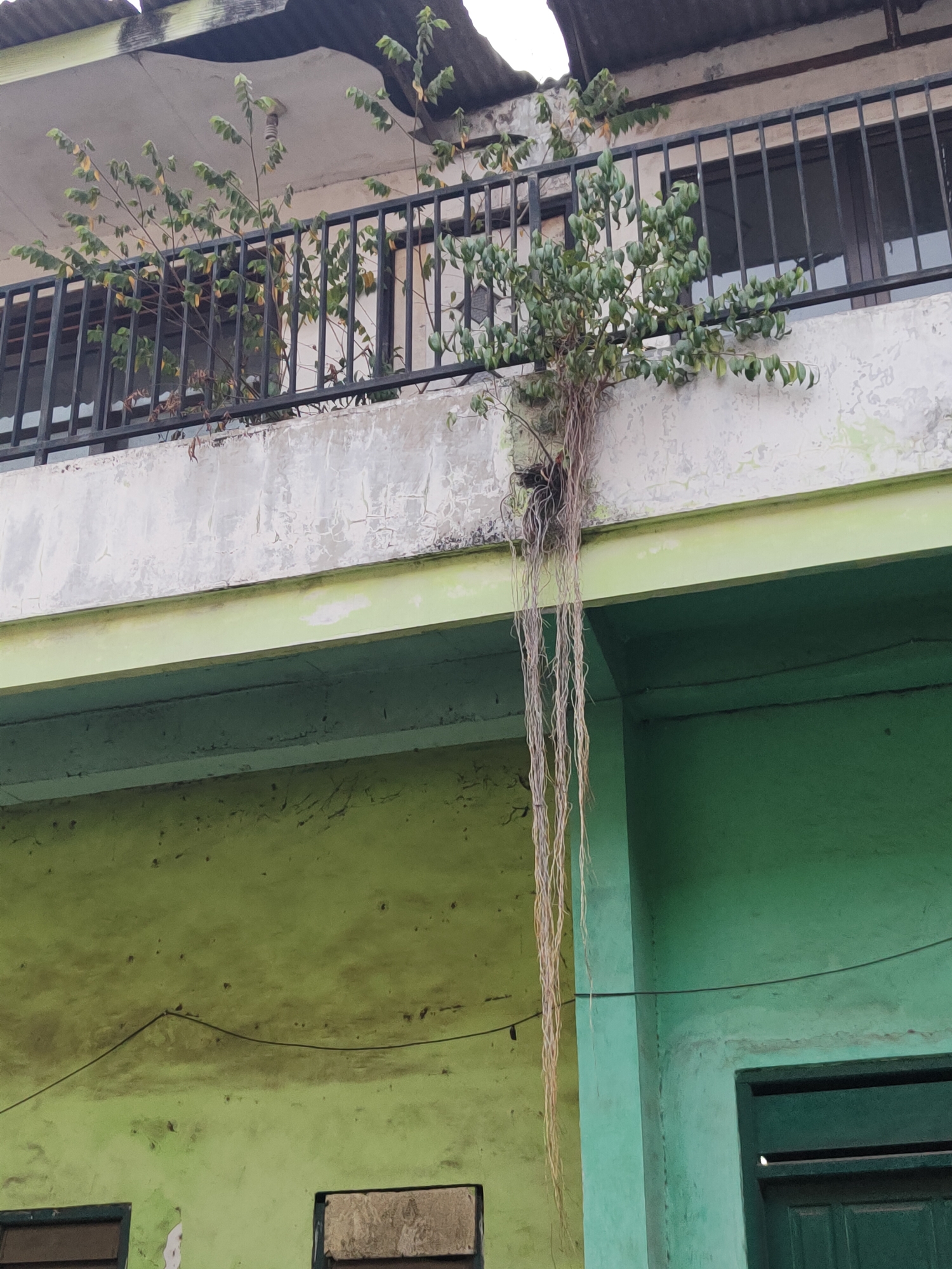 The image shows a close-up, low-angle view of the exterior of a building in Bangil, Indonesia. A tree with long, hanging roots is growing on the concrete ledge of the building, obscuring a black metal railing. The building's facade features a white upper section and a lime green lower section. The roof appears damaged, with exposed beams. The scene suggests neglect or overgrowth.