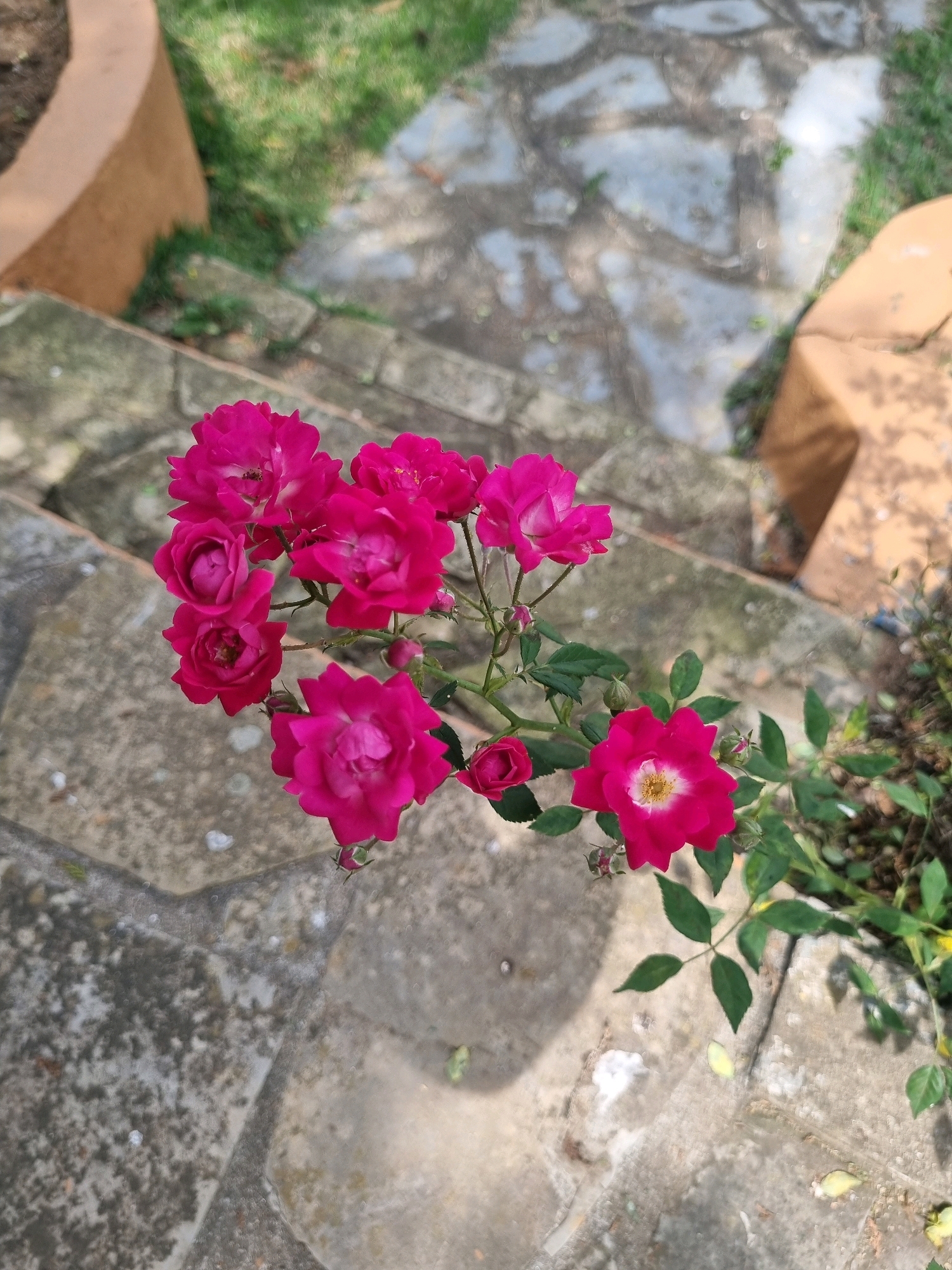 A close-up, high-angle shot shows a cluster of bright pink roses with green leaves. The roses are in focus, while the background is blurred, revealing large, irregularly shaped flagstones that appear to be part of an outdoor pathway or patio. To the left, a portion of a large, curved, brown planter is visible, with some green foliage emerging from it. To the right, another section of a brown, roughly textured structure, possibly a planter or a building element, is present. The scene suggests an outdoor garden setting, potentially in Laranjal Paulista, Brazil, given the context provided. There are no people or animals visible in the image, and no actions are taking place. The lighting suggests it is daytime, with natural light illuminating the scene and casting shadows on the flagstones.