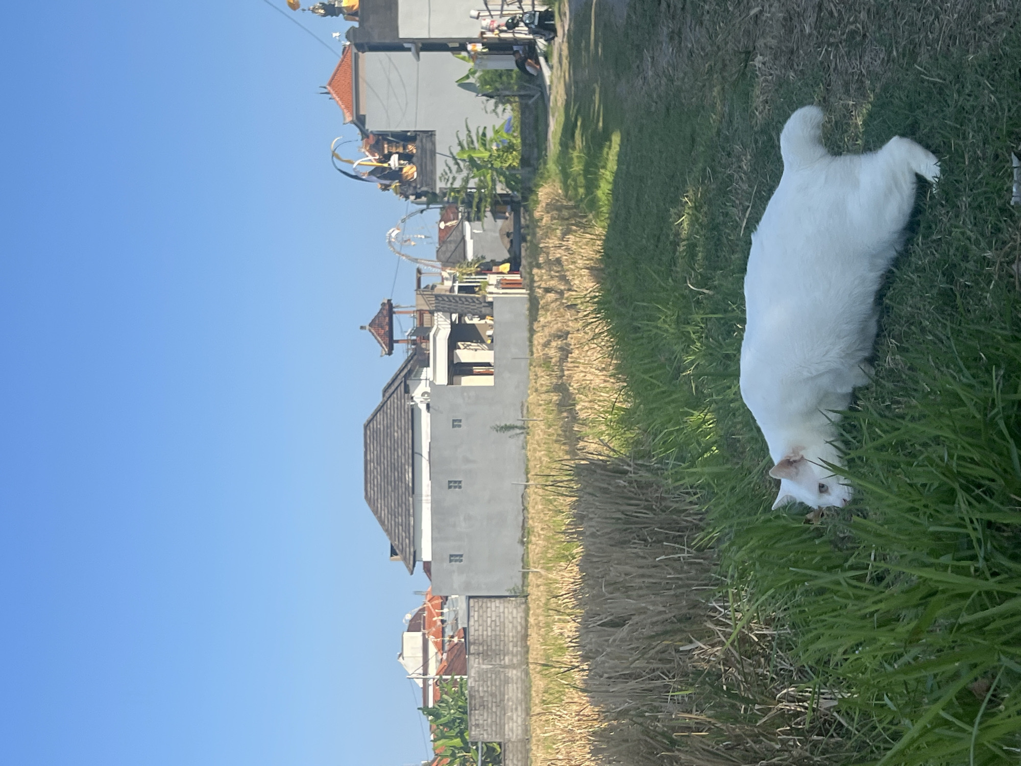 A full shot captures a white cat with pink ears in a field of grass and dried vegetation, sniffing the ground. The cat is positioned in the foreground, facing left, with its body low to the ground as if hunting. Behind the cat, a path of dry soil and grass leads to a field of straw. In the background, the scene transitions to a residential area with a grey wall bordering the fields, followed by traditional Balinese houses with tiled roofs and elaborate decorative elements. The sky is clear and blue, indicating a sunny day in Sukawati, Indonesia. The environment suggests a rural or semi-rural setting typical of the region.