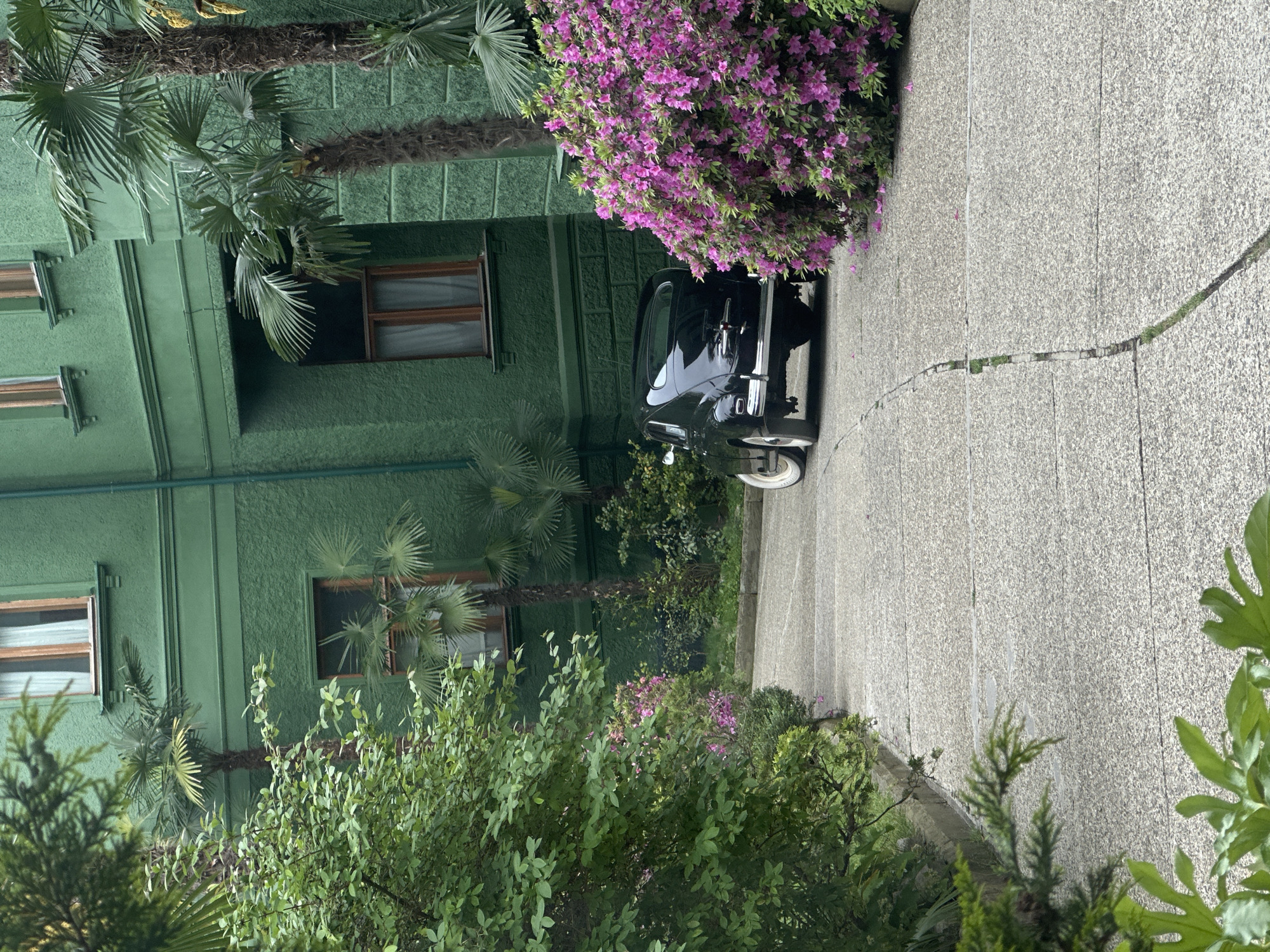The image captures a scene in Sochi, Russia, featuring the Zelenaya Roscha (Green Grove) sanatorium. A black vintage car is parked on a stone-paved driveway adjacent to the main building, which is painted a distinctive green and adorned with palm trees along its facade. Lush greenery, including flowering bushes with vibrant purple blossoms, surrounds the car and building, emphasizing the "Green Grove" theme. The architecture suggests a classic Soviet-era sanatorium, with simple window designs and block-like construction. The overall composition evokes a sense of historical charm and tranquil atmosphere.