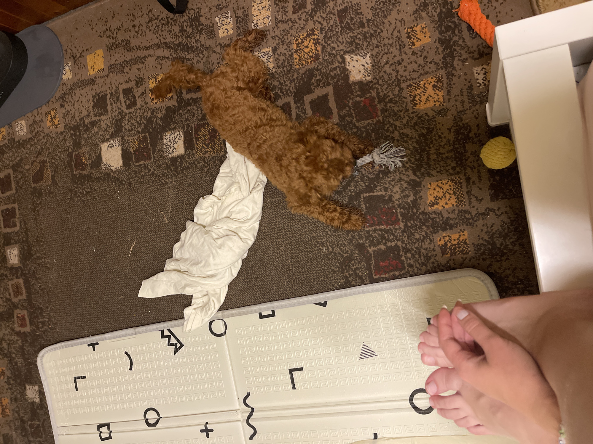 In an indoor environment, likely a living room, a tan-colored dog with curly fur is playing on a patterned carpet. The dog is in a playful stance, its body stretched out, and it appears to be interacting with a rope toy. Nearby, a white crumpled blanket lies on the carpet. To the left, a white mat with black geometric patterns and letters is visible, and a person's feet are in the foreground. The overall scene suggests a casual domestic setting. There is no information in the image to suggest a location in Sofia, Bulgaria.