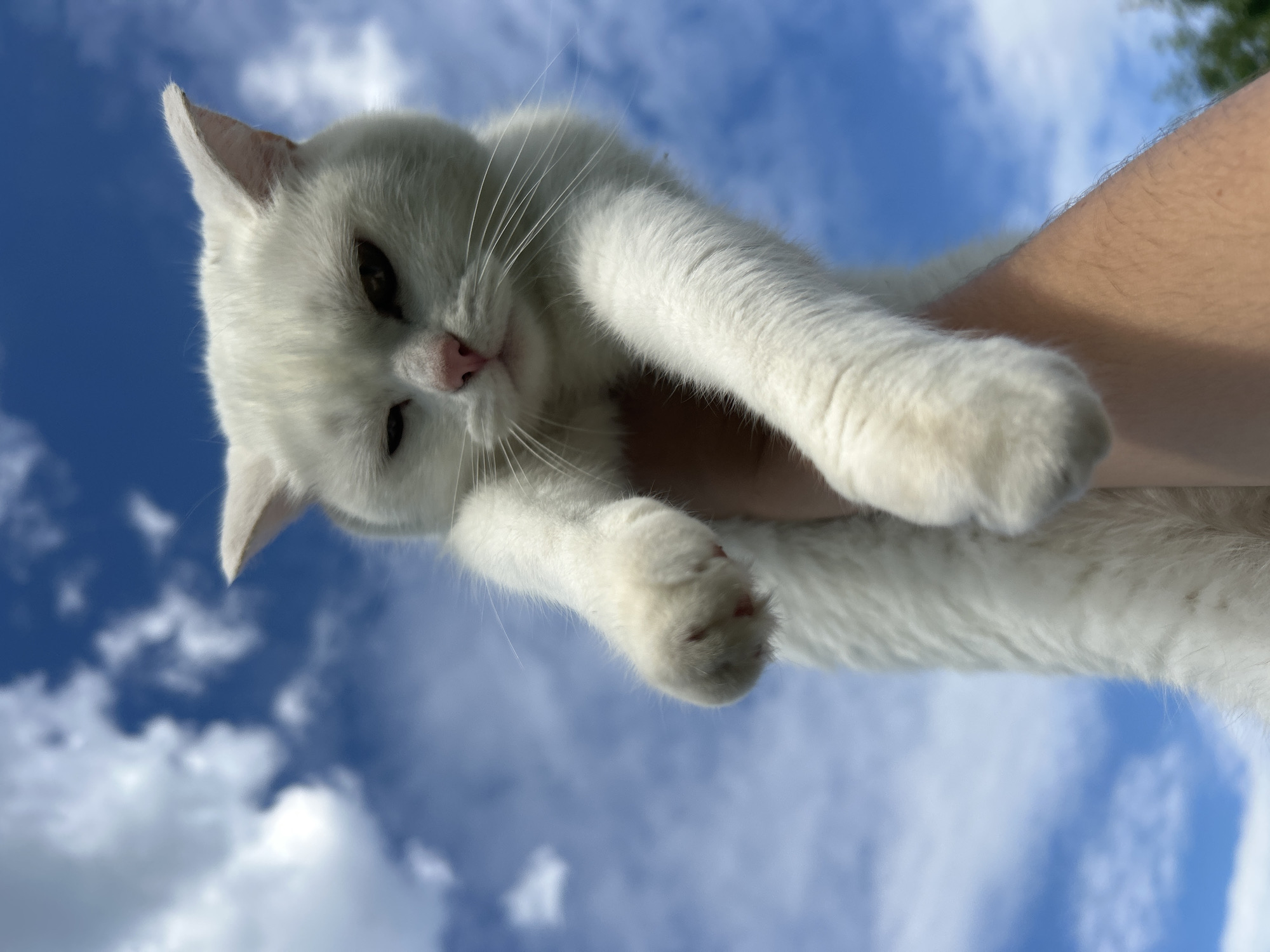 A white cat is held up against a bright blue sky with fluffy white clouds. The cat's head is turned slightly towards the camera, with its dark eyes looking downwards and its pink nose visible. Its white fur is soft and fluffy, and its whiskers are long and prominent. One of its front paws is extended, and its claws are visible, poking out from the soft fur. The cat appears to be relaxed and comfortable, held by an unseen person whose arm is visible on the right side of the frame. The lighting suggests it is daytime, possibly late morning or early afternoon, with the sun high in the sky. The scene is outdoors, with no other discernible background elements besides the sky and clouds. The perspective is from below the cat, looking up, creating a somewhat unusual and dynamic composition.