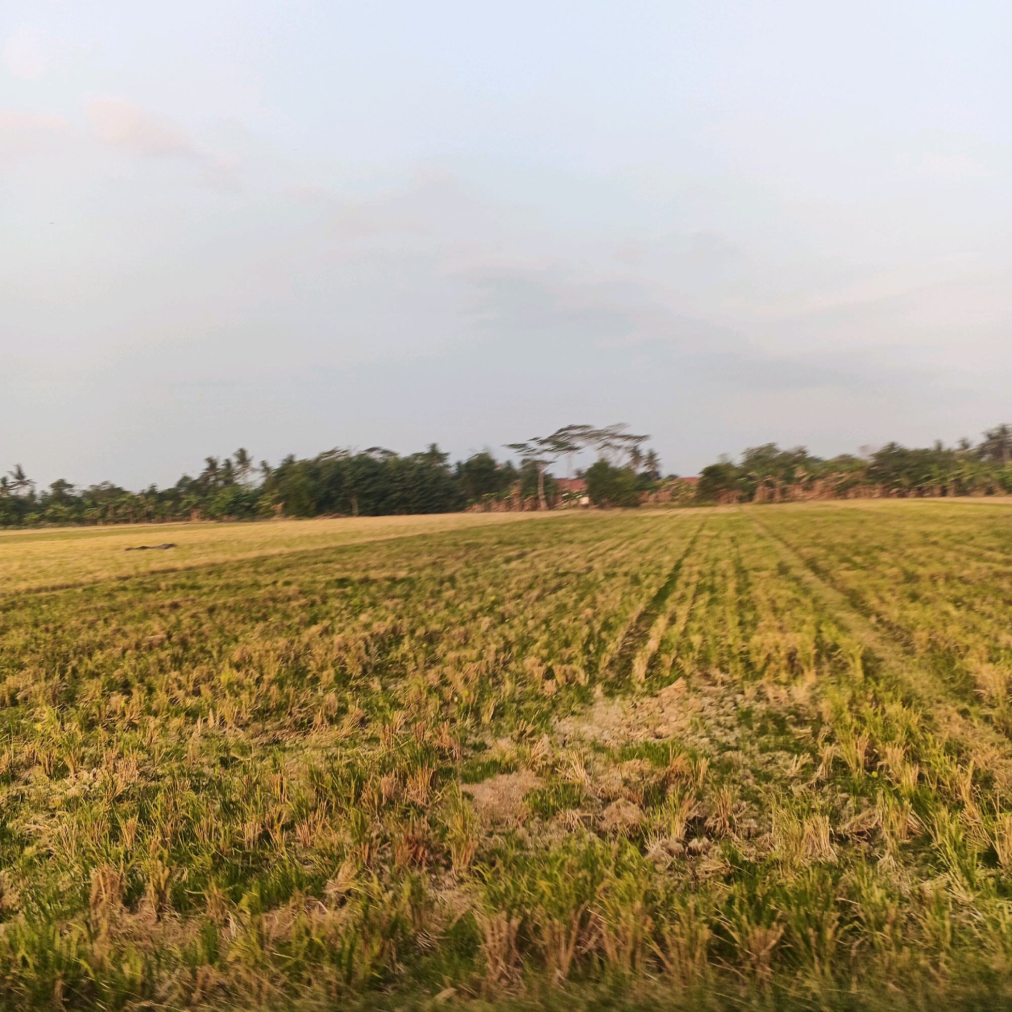 The image shows a vast, partially harvested rice field under a pale, overcast sky. The field is characterized by rows of stubble, suggesting recent harvesting, with patches of green grass interspersed. In the background, a line of lush green trees forms a dense border, with several coconut trees visible amongst them. A few buildings are partially obscured by the foliage, and a distinctive tall, umbrella-shaped tree stands out against the sky. The overall impression is one of rural Indonesian landscape, specifically in Gentasari, Indonesia, likely captured during the late afternoon or early morning due to the soft lighting.