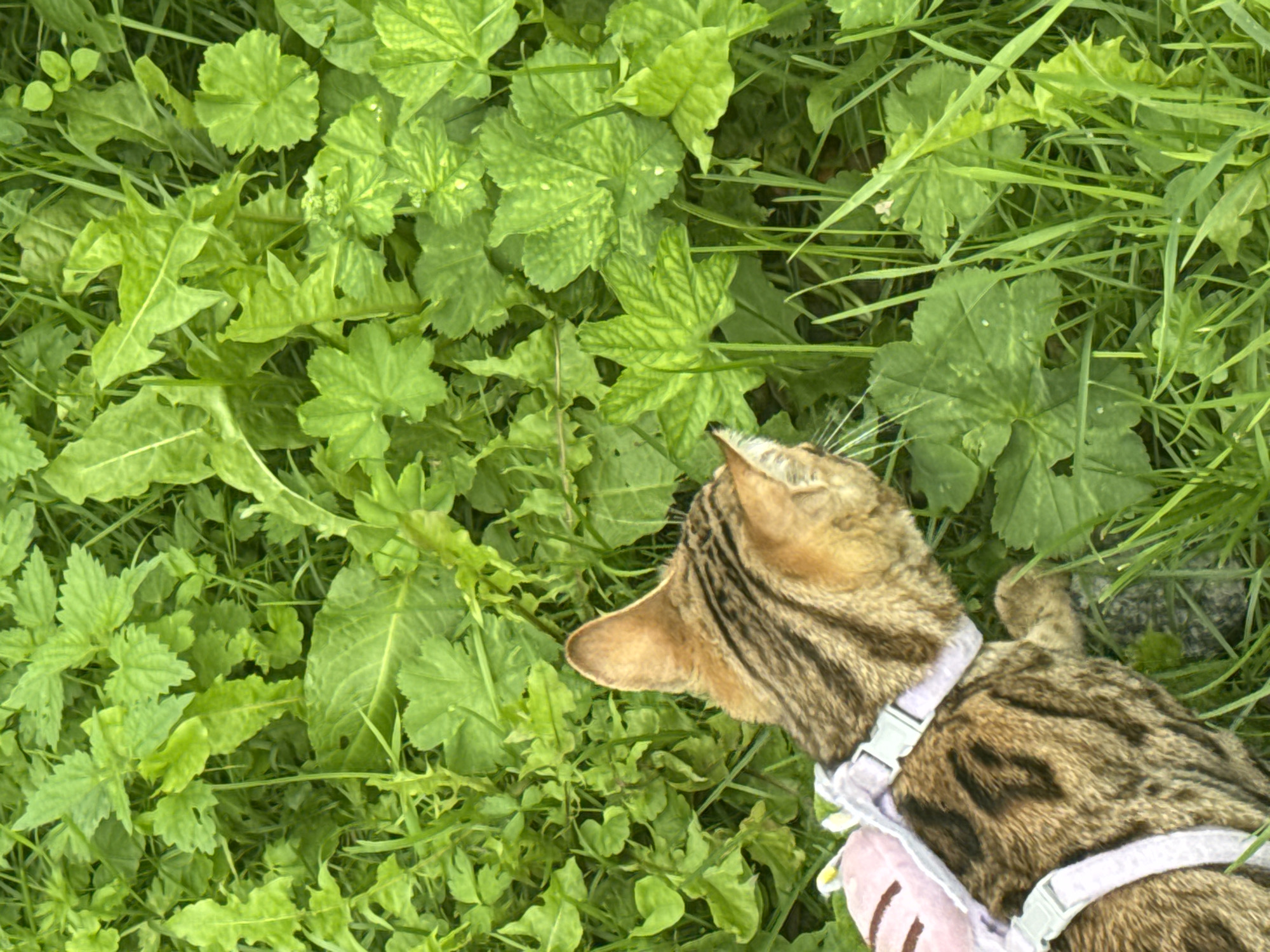 In the city of Rzhev, Russia, a Bengal cat wearing a pink and white harness is walking through thick, green grass and foliage. The cat, facing away from the camera, is partially obscured by the dense vegetation. The scene is an outdoor environment, likely a park or a backyard, with a focus on the natural elements of grass and leaves.