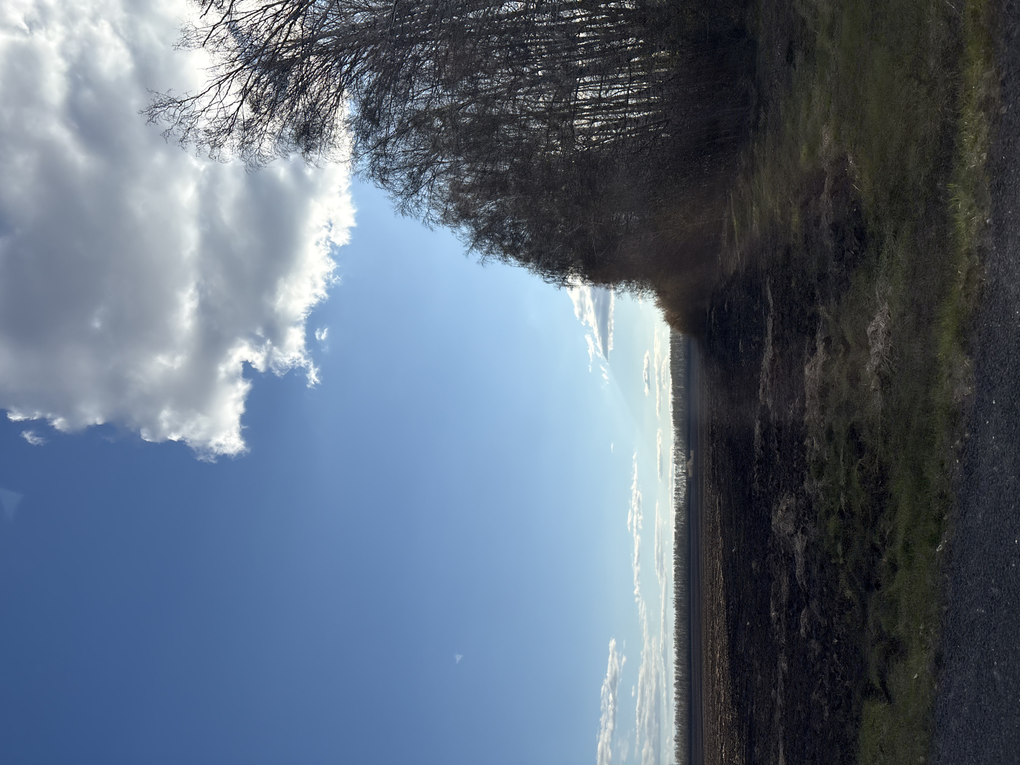 The image depicts a rural scene in Nizhniye Vyazovye, Russia. The perspective is from ground level, looking across a landscape with a mix of elements.
On the left, a clear blue sky dominates, punctuated by a large, fluffy white cloud.
The right side of the image features a dark, uneven expanse of land. It transitions from what appears to be recently cultivated or burned earth, closer to the viewer, into a strip of grassy vegetation further away.
A line of bare trees marks the horizon. In the distant center, the lighter color of the sky suggests a broader view across the landscape, hinting at greater distances.
No people are visible in the scene.