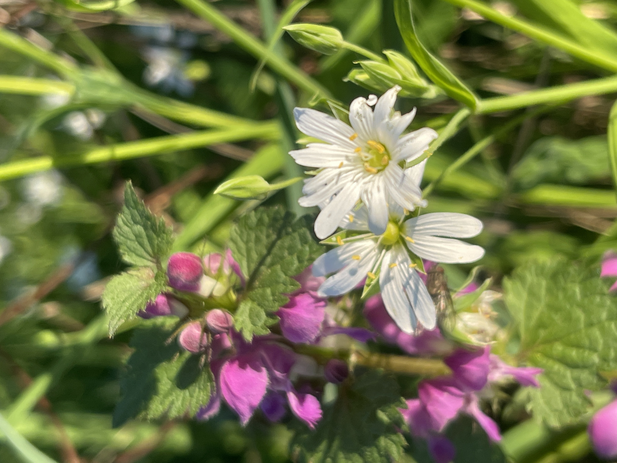 The image shows a close-up view of wildflowers. Two white flowers with numerous slender petals and yellow centers are prominently featured. Adjacent to them are purple flowers with green leaves, possibly henbit dead-nettle. The background consists of green stems and foliage. There is no indication in the image of the location being Zhigalki, Russia, or any specific urban location.
