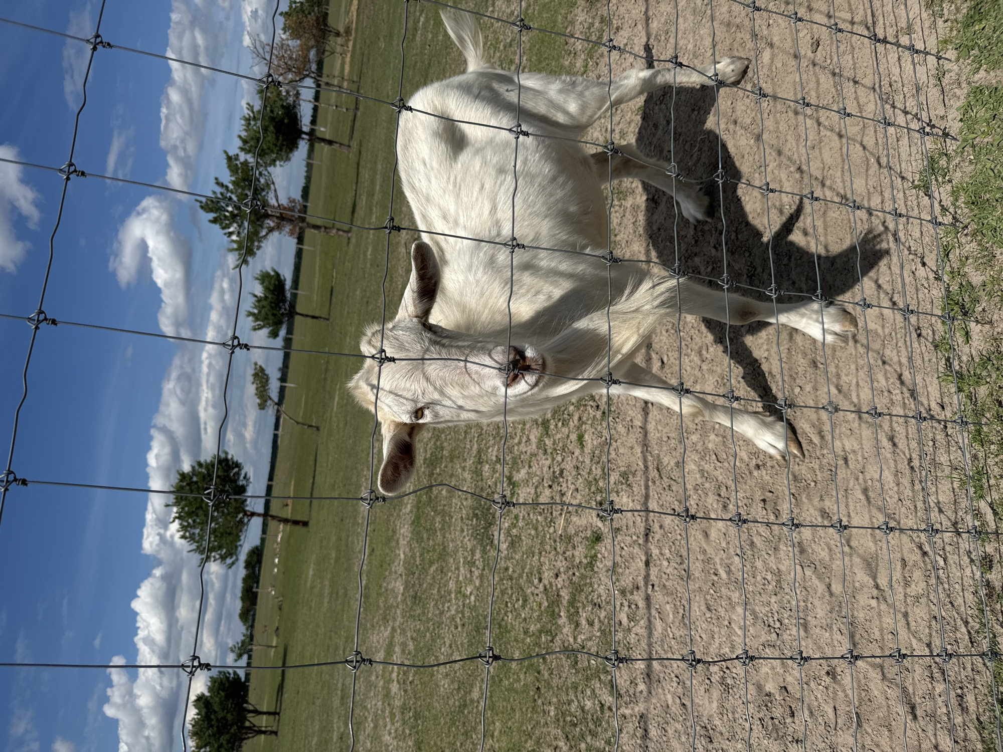 A white goat stands behind a wire fence in a grassy field. The goat is facing the camera, with its head slightly tilted. The background consists of a green field with several trees and a blue sky with white clouds. The ground in front of the goat is dirt. The image appears to have been taken during the daytime, with bright sunlight casting shadows.