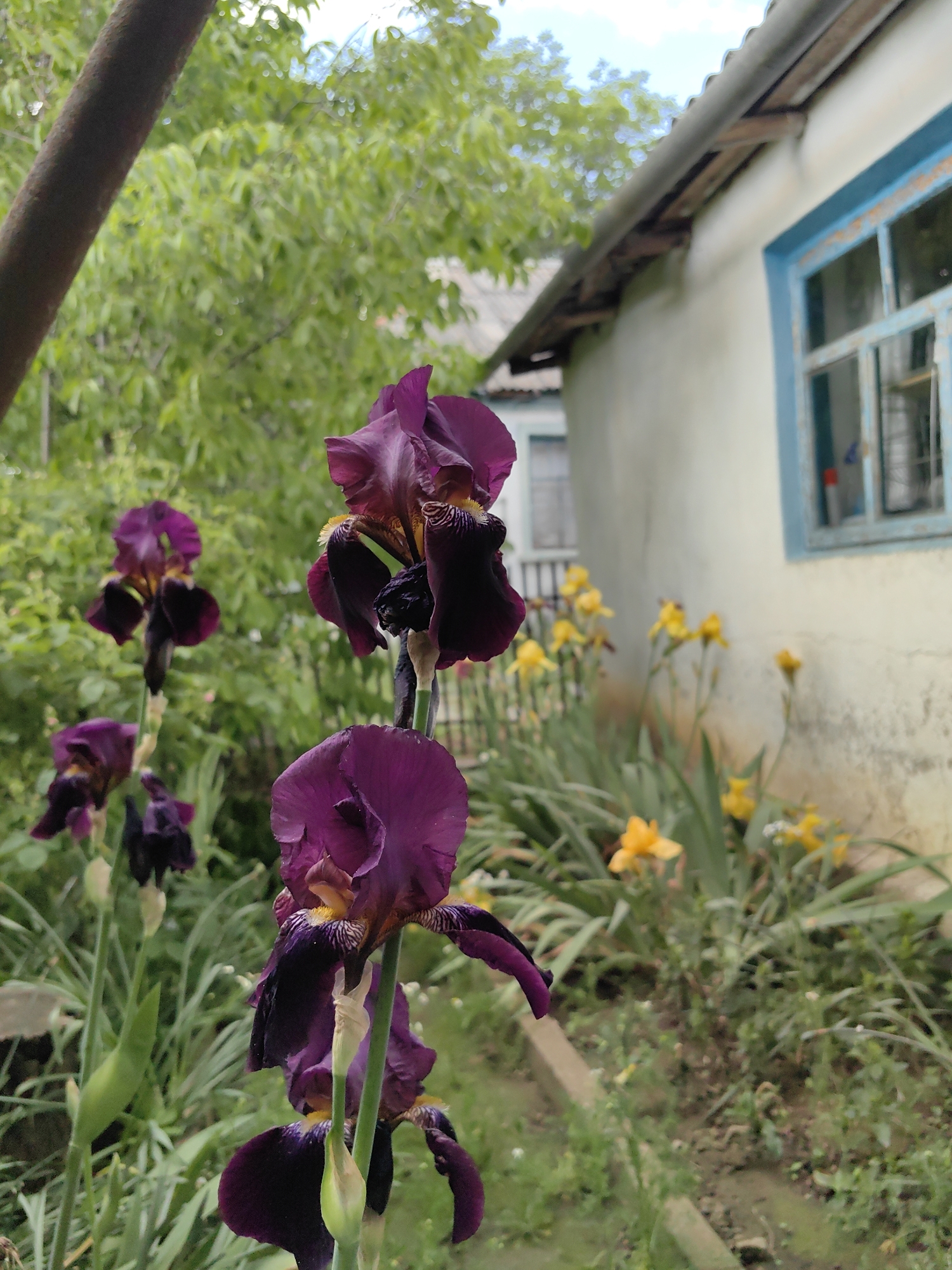 The image displays a close-up outdoor scene within a garden in Ароматновское сельское поселение, Ukraine. Dominating the foreground and mid-left are several dark purple bearded iris flowers in various stages of bloom, characterized by rich, velvety petals and some with yellow-orange accents at their centers. The nearest irises are in sharp focus, revealing detailed textures. To the far left, a thick, dark brown, textured pole or tree trunk extends diagonally into the frame from the upper left. The ground around the irises is covered with lush green foliage, including the sword-like leaves typical of irises and other garden greenery.
In the mid-ground, to the right, stands a light-colored building with a textured, off-white wall, suggesting stucco or painted concrete, showing signs of age. A prominent feature on this wall is a rectangular window with a vibrant, chipping blue painted frame, divided into multiple panes. Above the wall and window, a dark, corrugated roof is visible, with wooden support beams underneath its eaves. Along the base of the building wall, a line of bright yellow iris flowers and their green foliage are visible, extending towards the right side of the frame. The background is composed of a dense, out-of-focus expanse of green tree canopy and foliage, with a sliver of light blue sky visible at the very top. No people or animals are present.