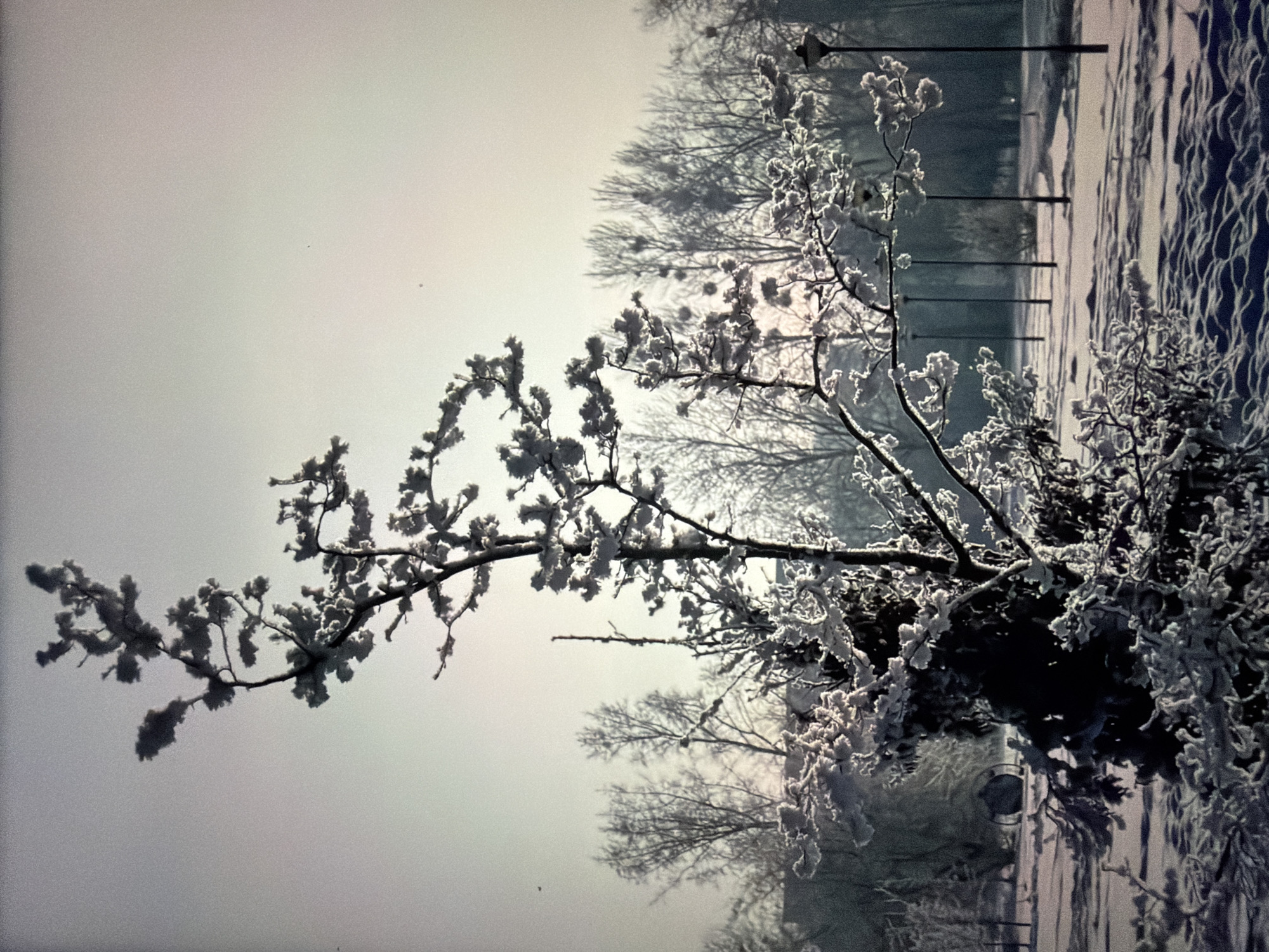 The image depicts a winter scene in a park-like setting, likely in Krasnodar, Russia, given the provided information. In the foreground, a solitary, frost-covered tree with intricate branches dominates the frame. Its twigs and limbs are heavily laden with white frost, creating a delicate, sculptural appearance against the pale sky. The ground is covered in a thick layer of snow, sculpted into wavy drifts by the wind, with some areas appearing darker and more shadowed.
In the midground, a line of bare trees with feathery branches stretches across the scene, also dusted with frost. Several lampposts with dark globes stand at intervals along a snow-covered path that winds through the park. The background consists of more trees, their forms softened by the winter atmosphere and distance. The overall impression is one of quiet, frozen beauty, with a sense of stillness and serenity. There are no people or animals visible in the image, and no discernible actions are taking place. The lighting suggests it might be early morning or late afternoon, with the low angle of the sun casting subtle shadows and highlighting the frosty textures. The sky is a pale, almost bleached-out gray, indicating a cold, overcast day.
