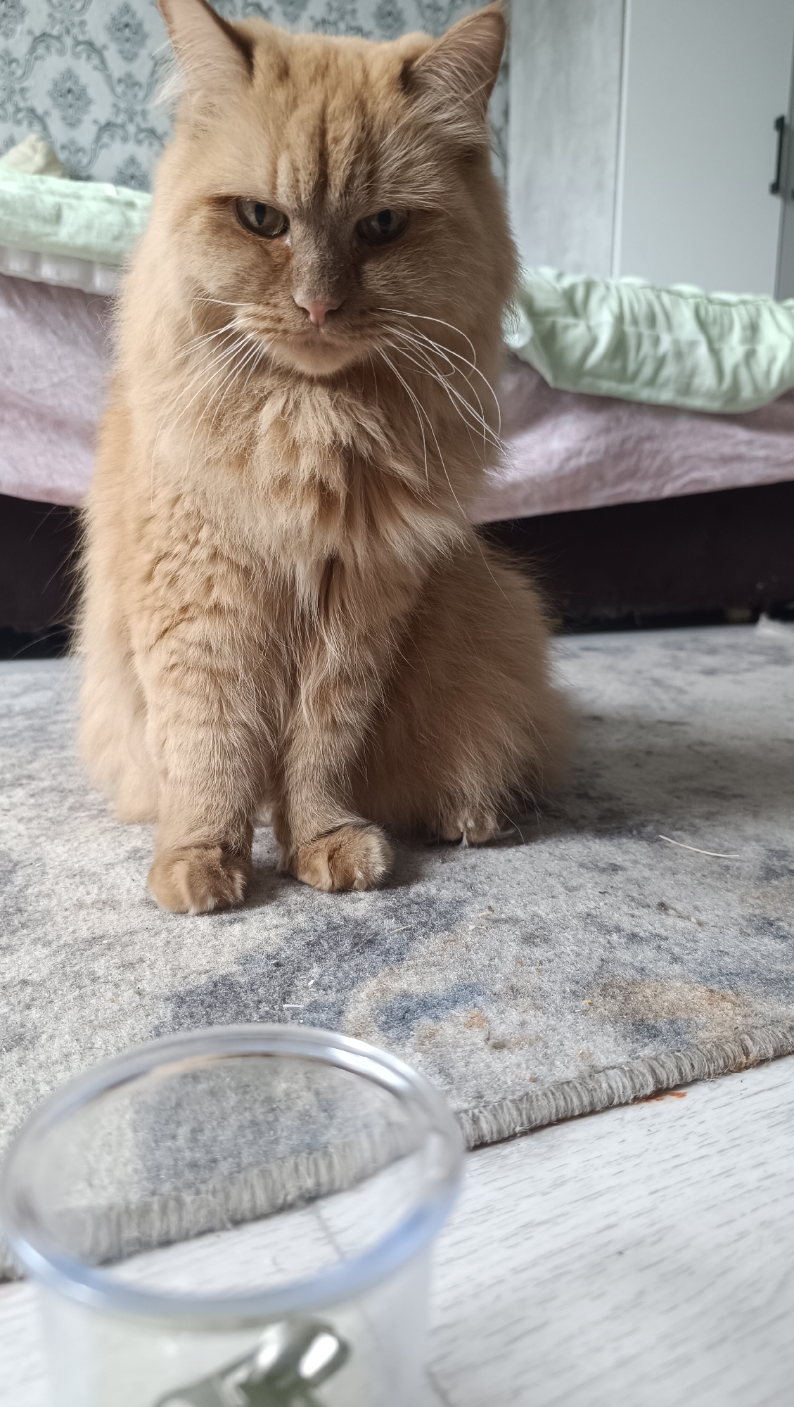 An orange tabby cat with long fur sits on a rug in front of a bed. A clear plastic cup is in the foreground, slightly out of focus. The background shows a patterned wallpaper and a pale green blanket on the bed. The scene appears to be indoors. The location in the city of Chaikovsky, Russia, is not determinable from the image.