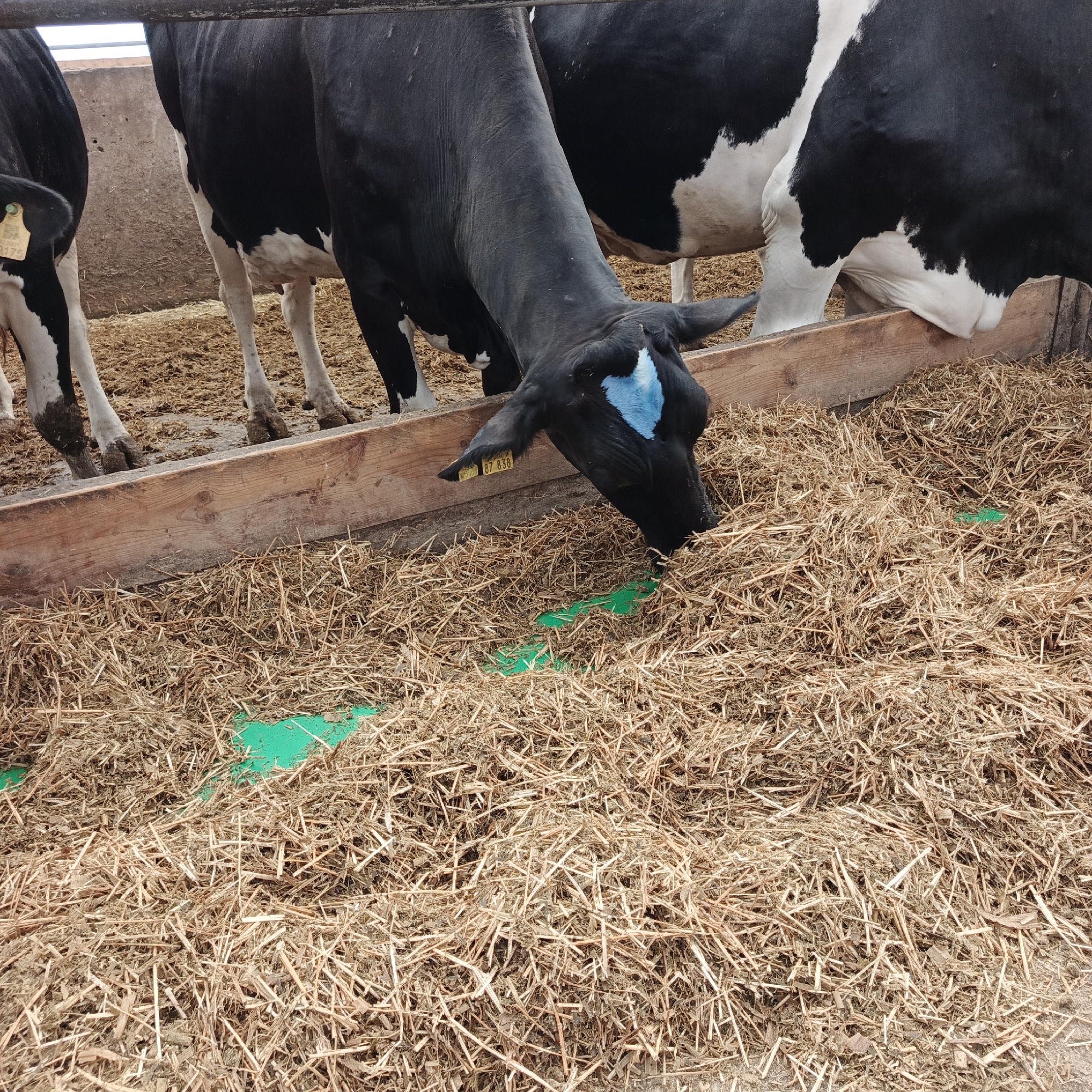 This image shows a close-up view of cows in a feeding trough filled with hay. The cows are black and white Holsteins, and one has a blue marking on its forehead. They are eating from the trough, which is made of wood. The ground is covered in hay and dirt. The scene appears to be in a barn or farm. There is no indication of the city of Orlovka, Russia.