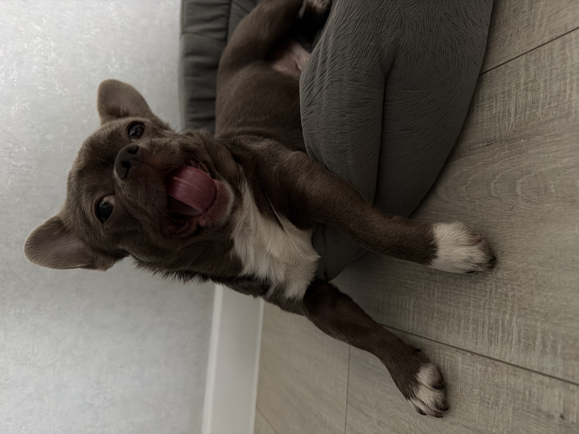 A small, brown dog with white markings is lying on its back, tongue lolling out of its mouth, on a light gray dog bed. The bed is situated on a light wood-grain floor against a white wall. The location cannot be determined to be Votkinsk, Russia without additional visual or contextual information.