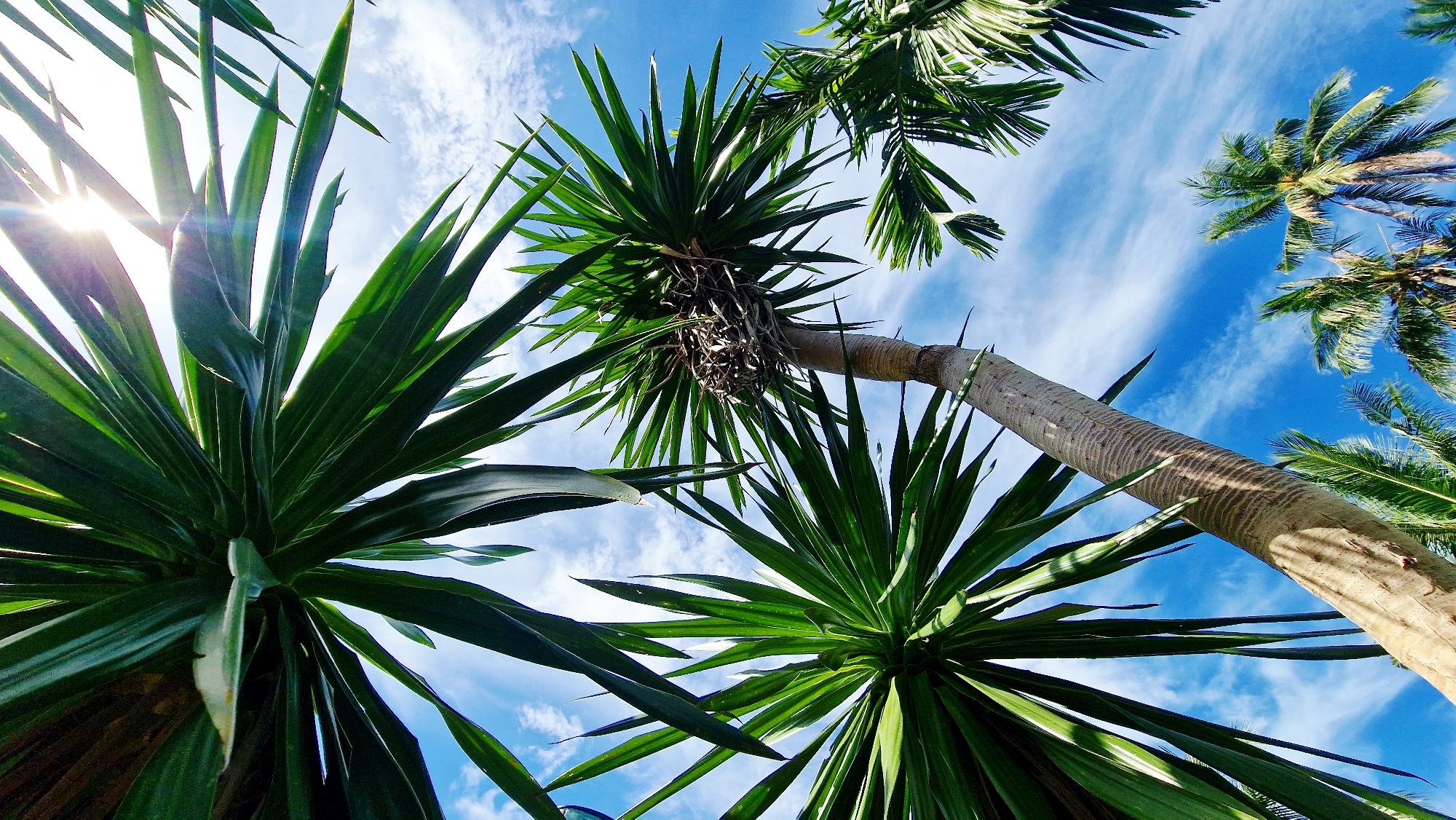 This low-angle, wide shot depicts a view looking up at several palm trees against a bright blue sky with wispy white clouds. The sun is visible and glinting through the fronds of a large palm tree in the upper right quadrant of the image. The texture of the bark of a thick palm tree trunk is prominent on the left side of the image. In the center, a narrower palm tree trunk rises towards the sky, topped with spiky green fronds forming a dense cluster. Other palm trees with feathery fronds are visible in the background. The scene is outdoors, and the lighting suggests it is daytime. The location is identified as Baan Mae Nam, Thailand. There are no people or animals present in the image, and no specific actions or interactions are depicted.