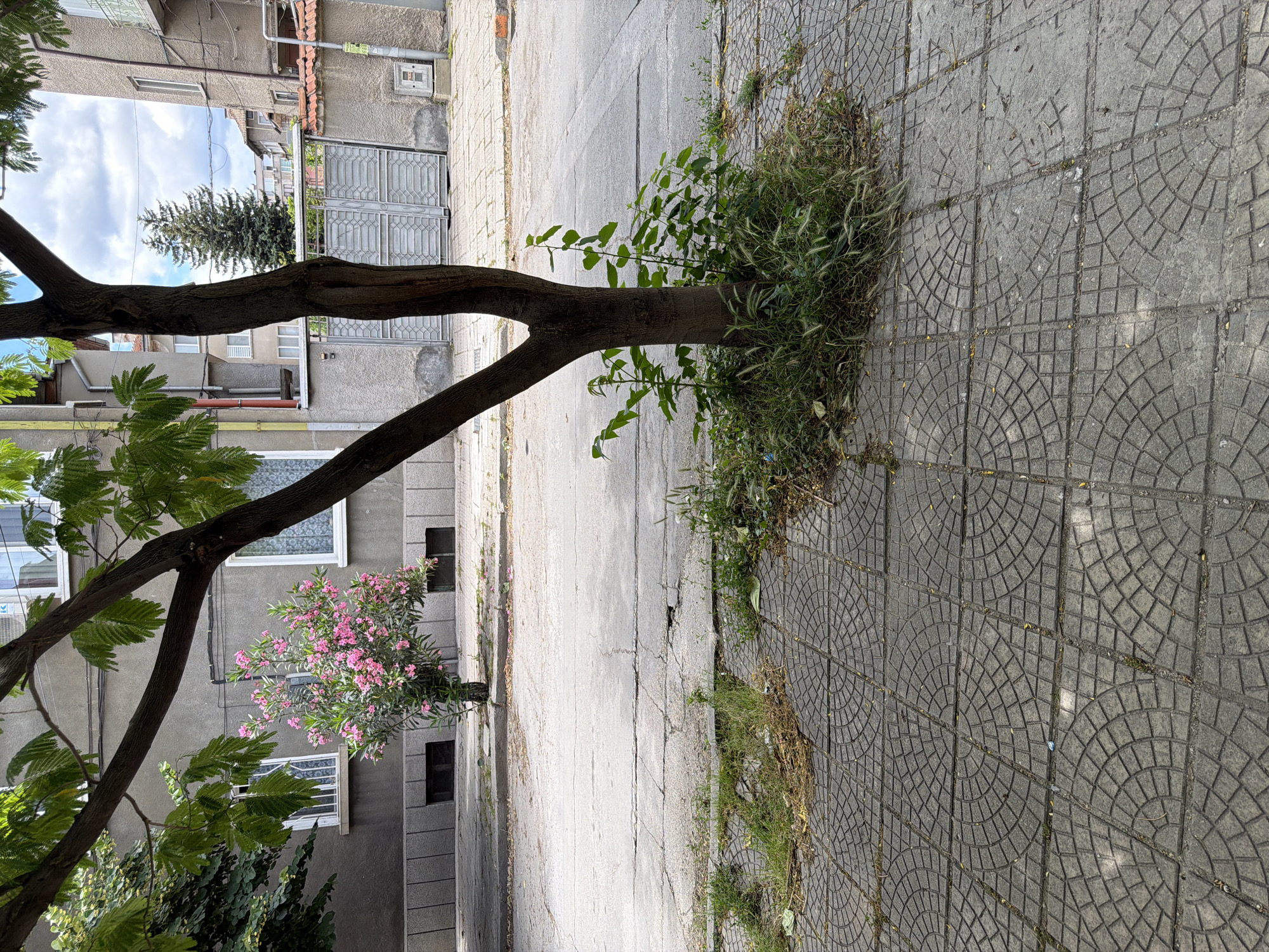 The image depicts a street scene in Pazardzhik, Bulgaria. In the foreground, a patterned concrete sidewalk is visible, with some areas overgrown with grass and weeds. A tree with a thick trunk and branches extends into the frame from the upper left, its leaves casting shadows. To the right of the sidewalk, a tree with a slender trunk and green foliage is growing near the base of a larger tree. Behind the trees, a paved street with some cracks and uneven patches is visible. On the left side of the street, a building with a grey facade and white-framed windows can be seen. A bush with pink flowers is situated in front of this building. Further down the street, another building with a grey facade and visible windows is present, as well as a large, ornate metal gate. The sky above is partly cloudy.
