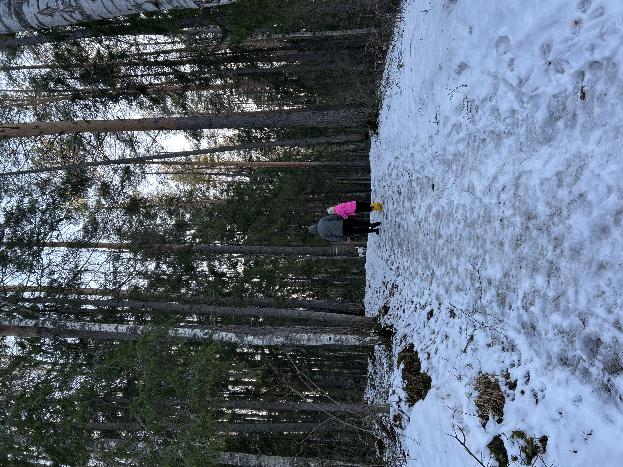 The image depicts a snowy forest scene, likely in the vicinity of Noviy, Russia, given the likely presence of birch and coniferous trees. The landscape is partially covered with melting snow. Two people are present: one adult wearing a gray jacket and one child in a pink jacket and yellow boots. They are walking along a path or clearing alongside the trees. The background reveals a dense forest setting.