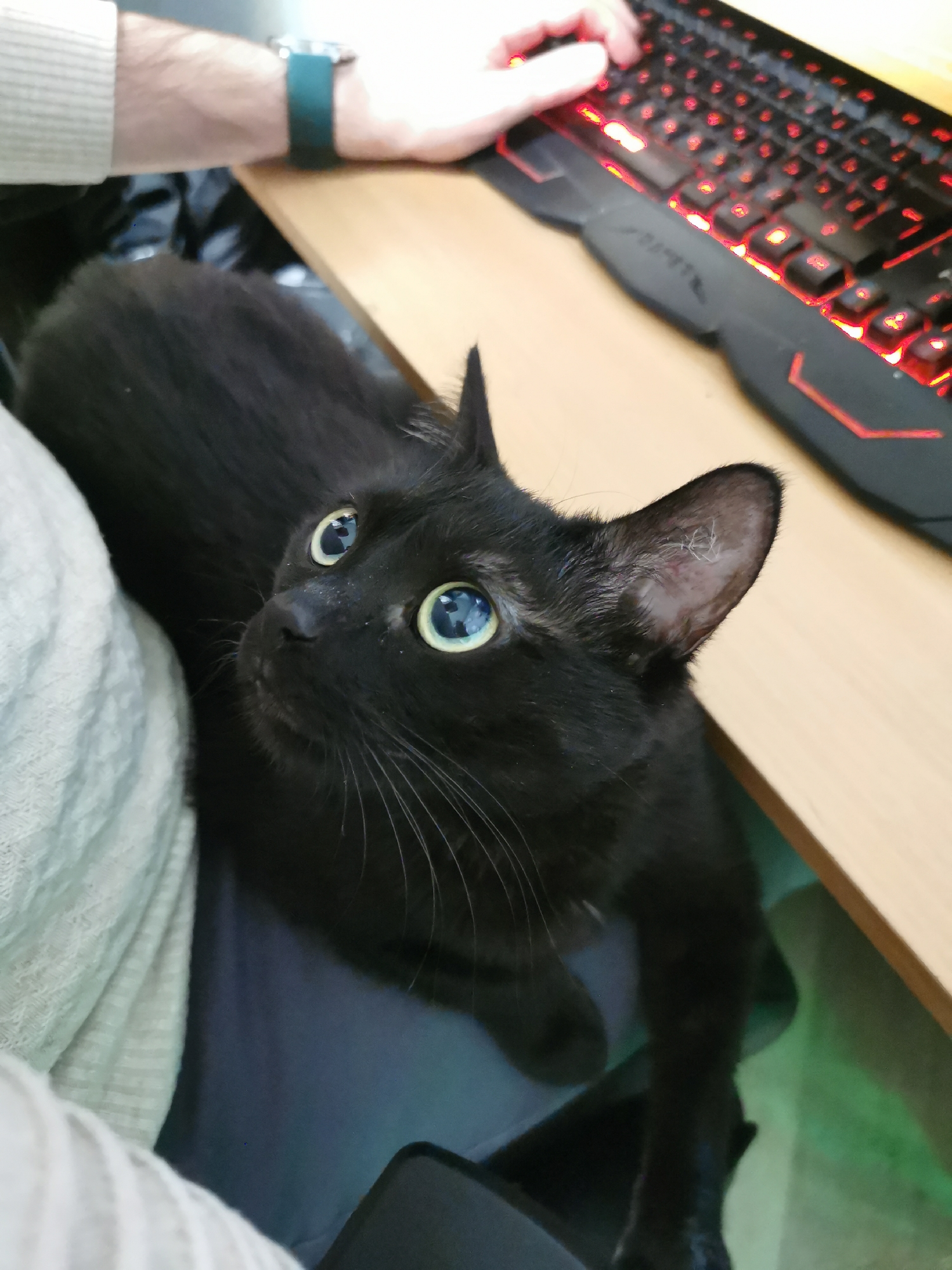 A black cat with large, luminous blue-green eyes and long whiskers is featured prominently, looking upwards with an attentive gaze. The cat's sleek black fur and one visible ear, showing fine internal hairs, are clearly seen. It appears to be resting on a person's lap or legs, partially covered by a light-colored, ribbed sweater worn by the individual.
In the upper right portion of the frame, the person's arm and hand are visible, actively typing on a black gaming keyboard. The keyboard is distinctive with its bright red backlighting. A wristwatch with a dark green strap is worn on the person's wrist. The keyboard and a portion of the cat are situated on a light-colored wooden desk. A dark object, possibly a mobile phone, is partially visible near the bottom right.
The scene takes place indoors, suggesting a home or office environment where computer use is common. The cat seems engaged with the person, possibly seeking attention or simply observing their activity. The lighting is artificial, with reflections visible in the cat's eyes. The location context is Chaikovsky, Russia. There is no visible text in the image.