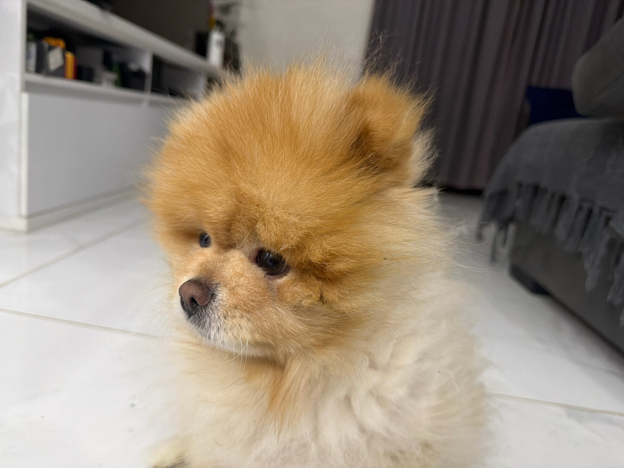 The image shows a close-up of a Pomeranian dog with fluffy golden-brown fur. The dog is sitting on a white tiled floor, with its head turned to the left, looking away from the camera. In the background, there is a blurred view of a white shelving unit with various items on it, and a glimpse of dark curtains and a grey piece of furniture. The scene appears to be indoors, likely in a residential setting. There are no people visible in the image, and the dog is the sole subject. The lighting is soft and diffused, creating a warm atmosphere. No specific location in Tbilisi, Georgia can be identified from the visual information provided.