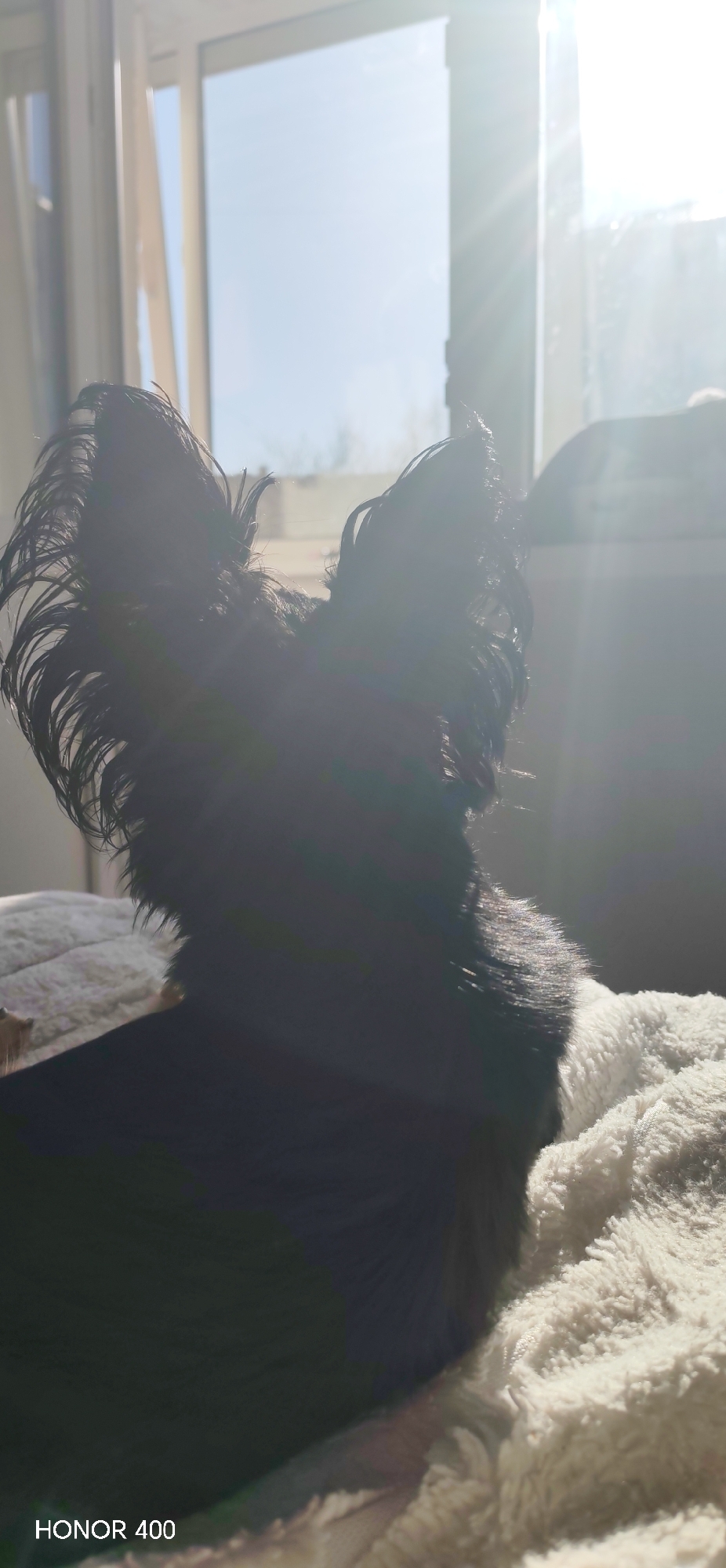 A small, dark-colored dog with prominent, pointed ears is the primary subject of the image. The dog is positioned indoors on a soft, white, textured blanket. The background features a window, through which bright sunlight streams, partially obscuring details outside. The overall scene is brightly lit by the sun. The image was captured by a Honor 400 camera.
