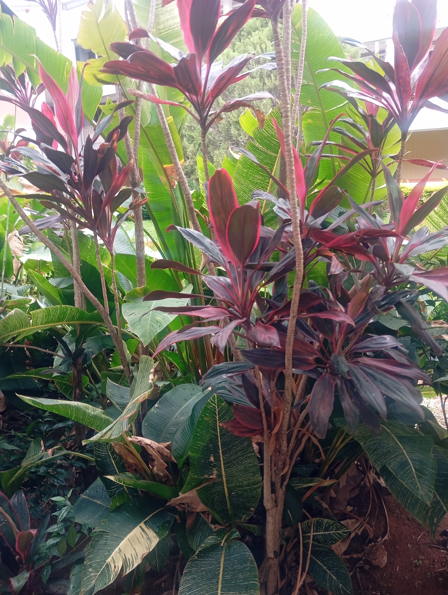 This image depicts a dense, lush garden scene featuring several plants with broad, vibrant leaves. Prominently featured are Cordyline plants with their characteristic elongated, lance-shaped leaves in shades of deep burgundy and pink, creating a striking contrast with the surrounding greenery. Interspersed among them are large, banana-like leaves, some with distinct pale green or yellowish variegation, adding texture and visual interest. The plants are densely packed, creating a layered effect with varying shades of green and reddish-purple. The ground appears to be covered in soil and leaf litter, with some exposed reddish-brown earth visible in the lower right quadrant. The background suggests an outdoor setting, possibly a residential area or public garden, with hints of architectural structures and possibly other vegetation, though these are blurred and out of focus. The lighting indicates an overcast day or a shaded location, as there are no harsh shadows and the overall illumination is soft. The scene is devoid of any people or animals. It is plausible this garden is located in the city of Jos, Nigeria, given the tropical and sub-tropical flora depicted, which is common in such regions.