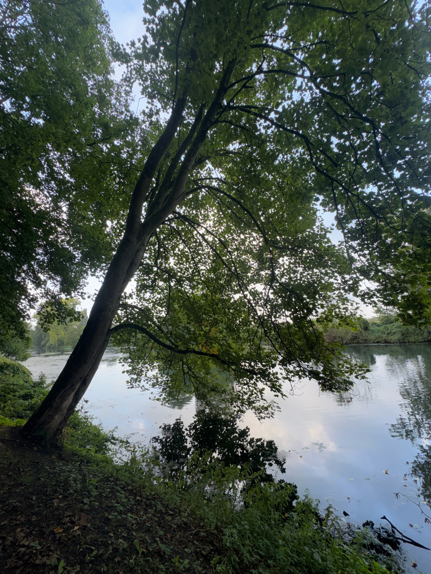 The image shows a tree leaning over the edge of a body of water. The tree's branches, laden with green leaves, cast shadows on the water. The water is calm with reflections of the sky and surrounding trees. The bank is covered in grass and fallen leaves. This scene is likely located in the Tiergarten, a large park in the city of Cleves, Germany. There are no people or animals visible in the image. The overall mood is serene and natural.