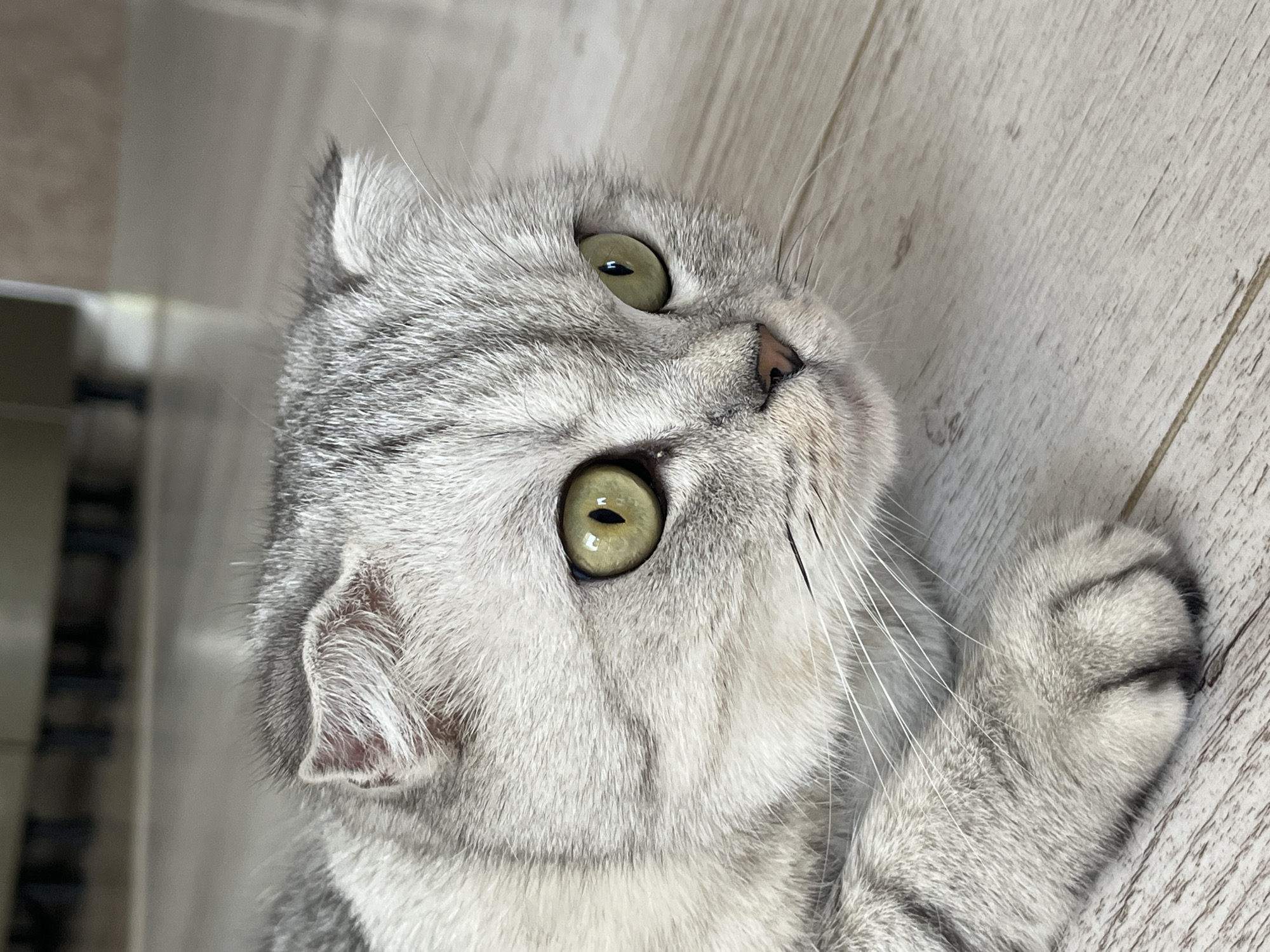 The image displays a Scottish Fold cat with silver tabby fur and striking green eyes, positioned in a prone or crouching posture. Its head is slightly lowered, and its gaze is directed intently towards the right side of the frame. The cat's distinctive folded ears are clearly visible. It possesses a small, pink nose and numerous long, white whiskers. A single front paw is visible in the lower-left foreground. The animal rests on a light-colored, planked wooden floor. The background is significantly out of focus, revealing indistinct dark shapes that suggest an indoor setting, possibly furniture legs or cabinetry. There is no visual information within the image to indicate its location in the city of Chaikovsky, Russia, or any specific geographic location.
