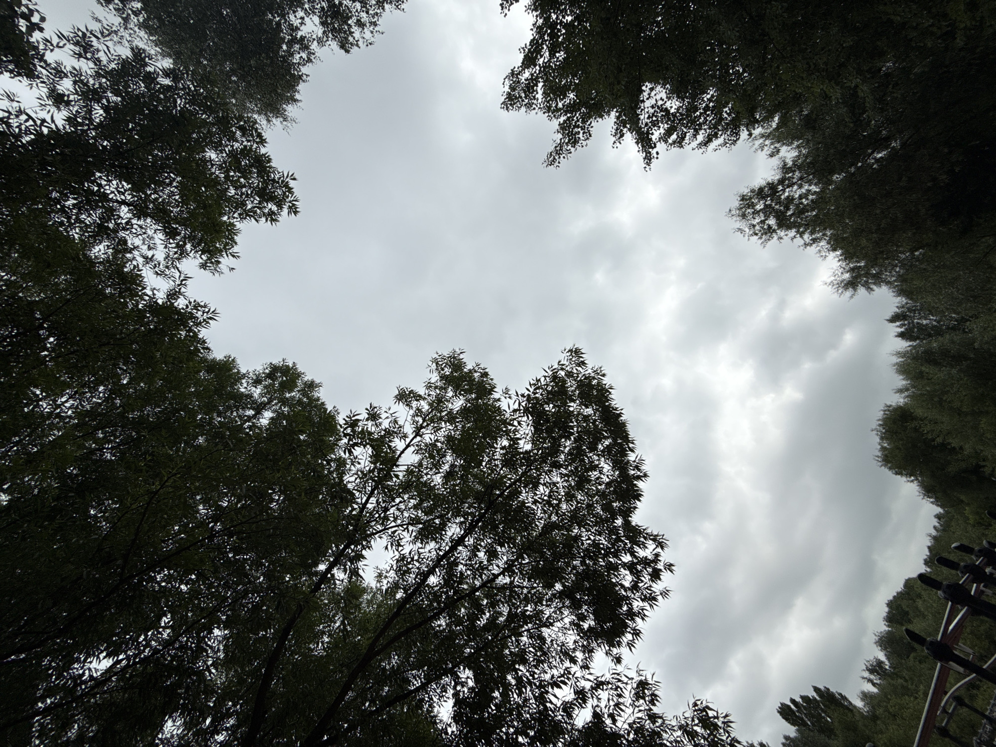 The image captures an overcast sky framed by the dark silhouettes of trees. The perspective is looking upwards, emphasizing the canopy and the clouds. In the foreground, a section of dark, ornate railing, possibly from a bridge or a park, is visible at the bottom left. The background consists of a dense line of trees, suggesting a park or a wooded area within a city. There are no people or animals present in the image. The overall atmosphere is subdued due to the cloudy weather. The location is identified as Moscow, Russia.