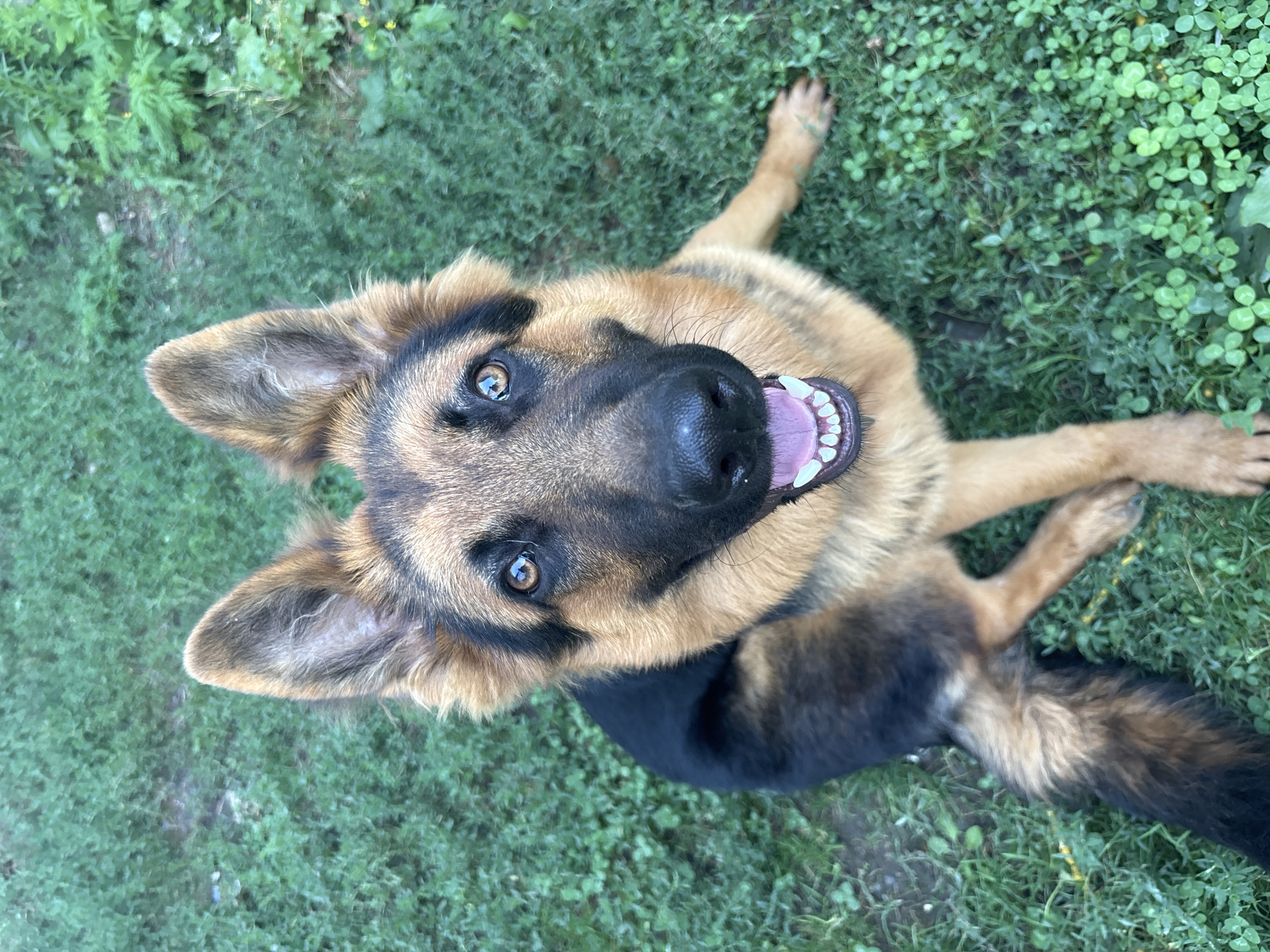 A German Shepherd dog is sitting on a patch of green grass, its head tilted slightly to the side and its mouth open in a happy expression. The dog has brown and black fur, with alert, pointed ears. The background is blurred green grass, suggesting an outdoor setting. The image was taken at an undisclosed location in the city of Arkhipovskoye, Russia.